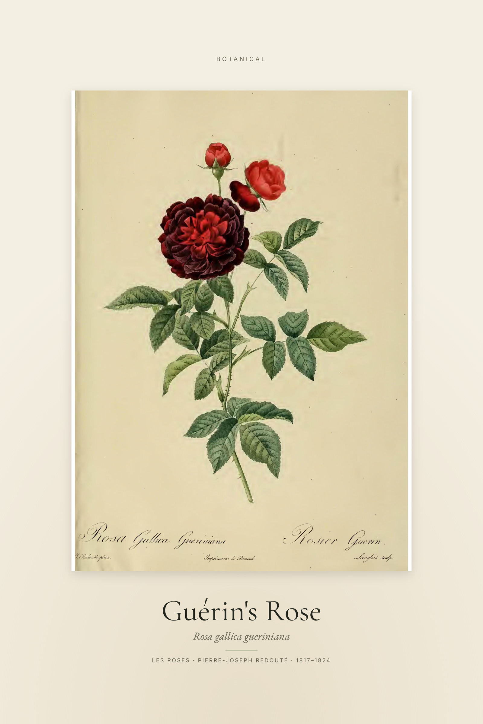 Guérin's Rose — Specimen