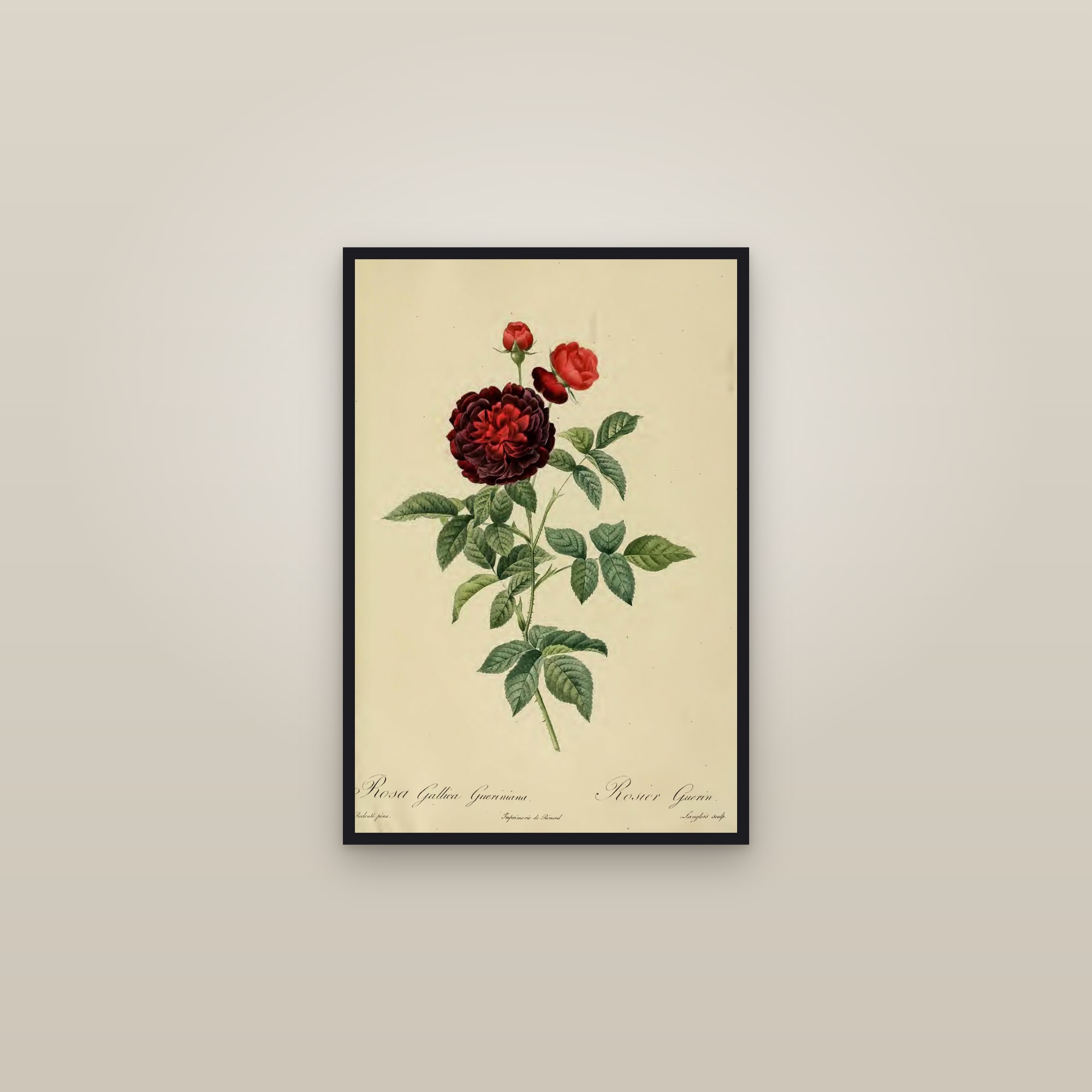 Guérin's Rose — framed in a gallery setting