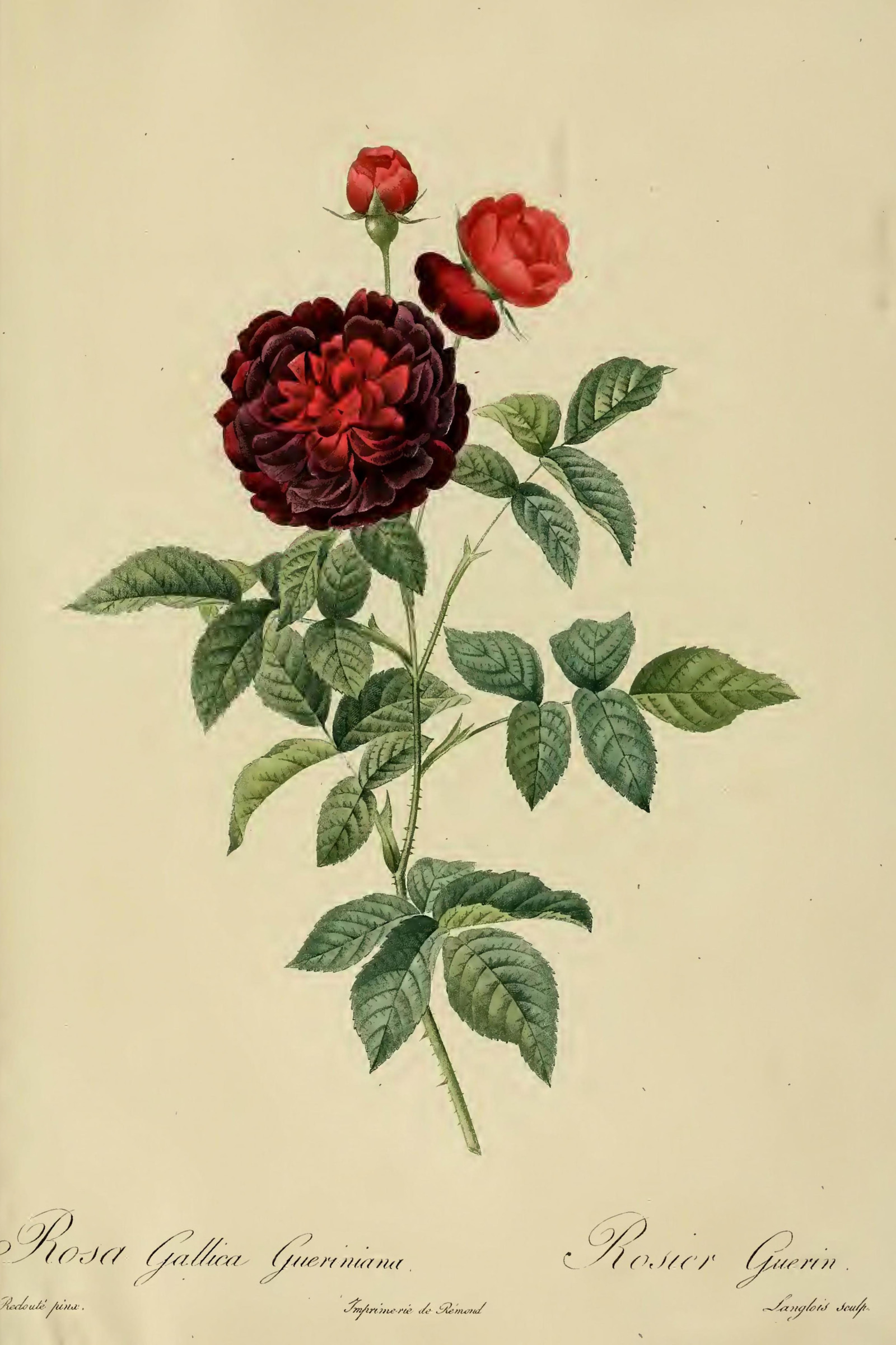 Guérin's Rose