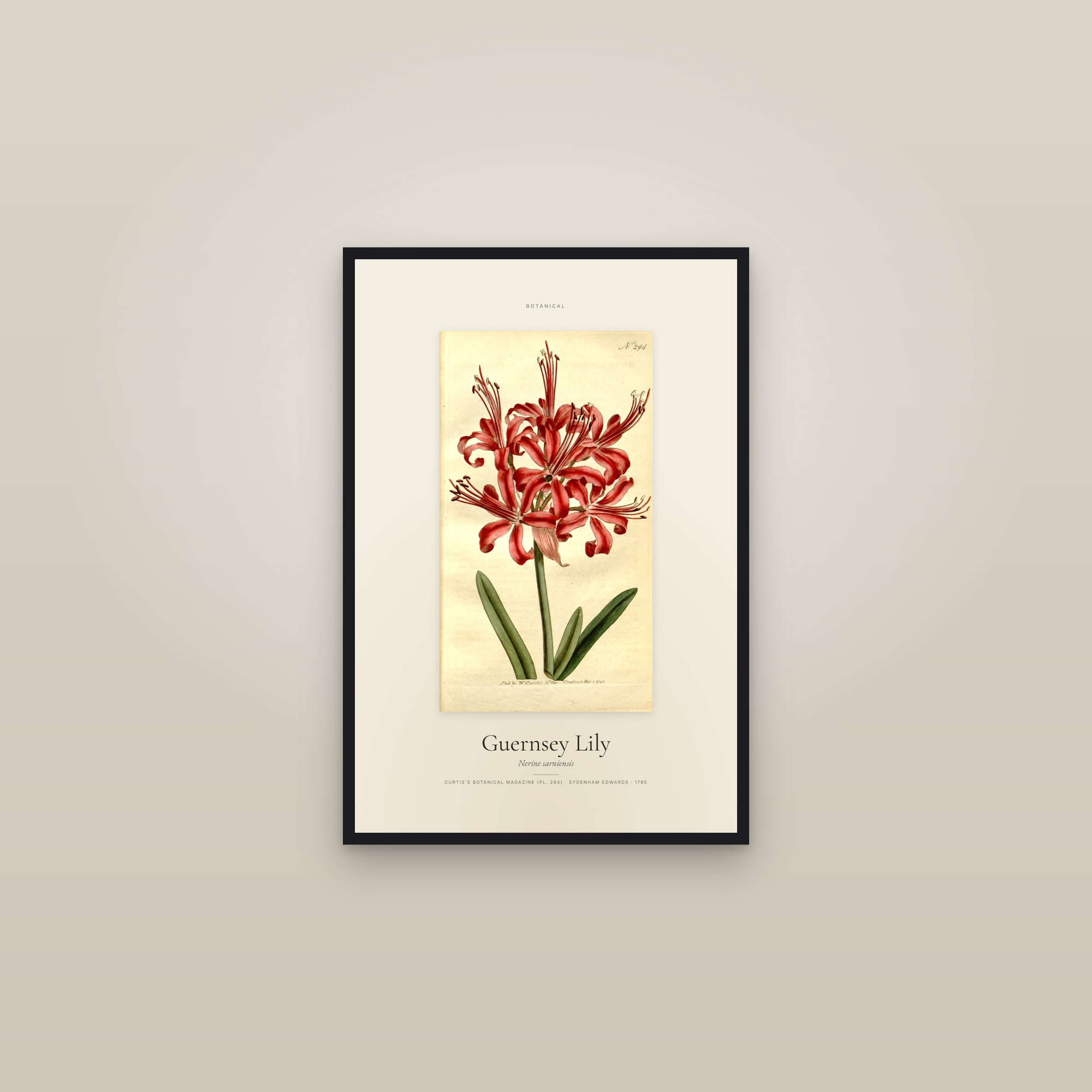 Guernsey Lily — Specimen — framed in a gallery setting
