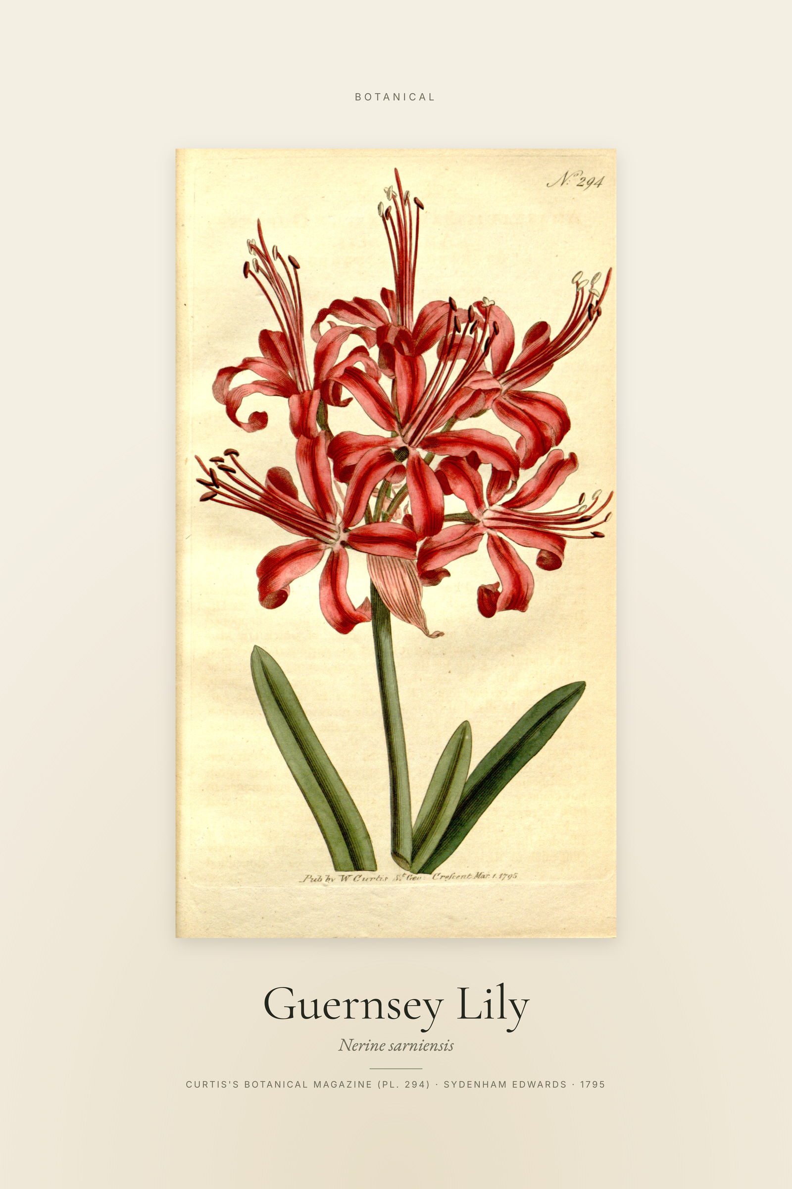 Guernsey Lily — Specimen