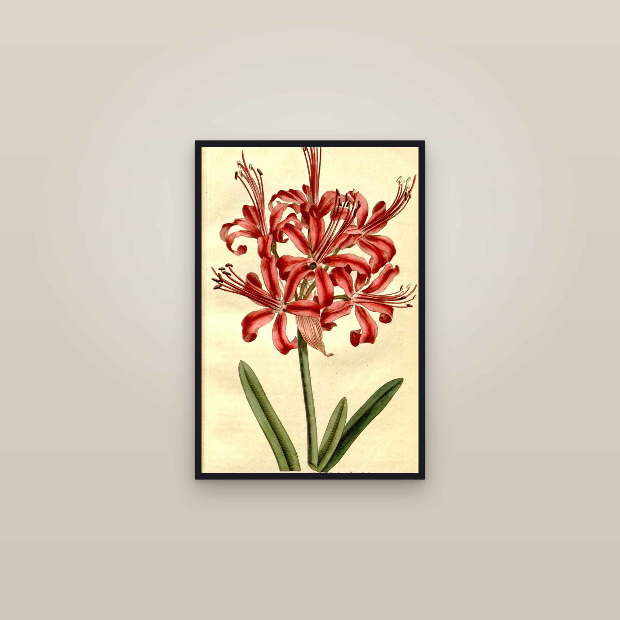 Guernsey Lily — framed in a gallery setting