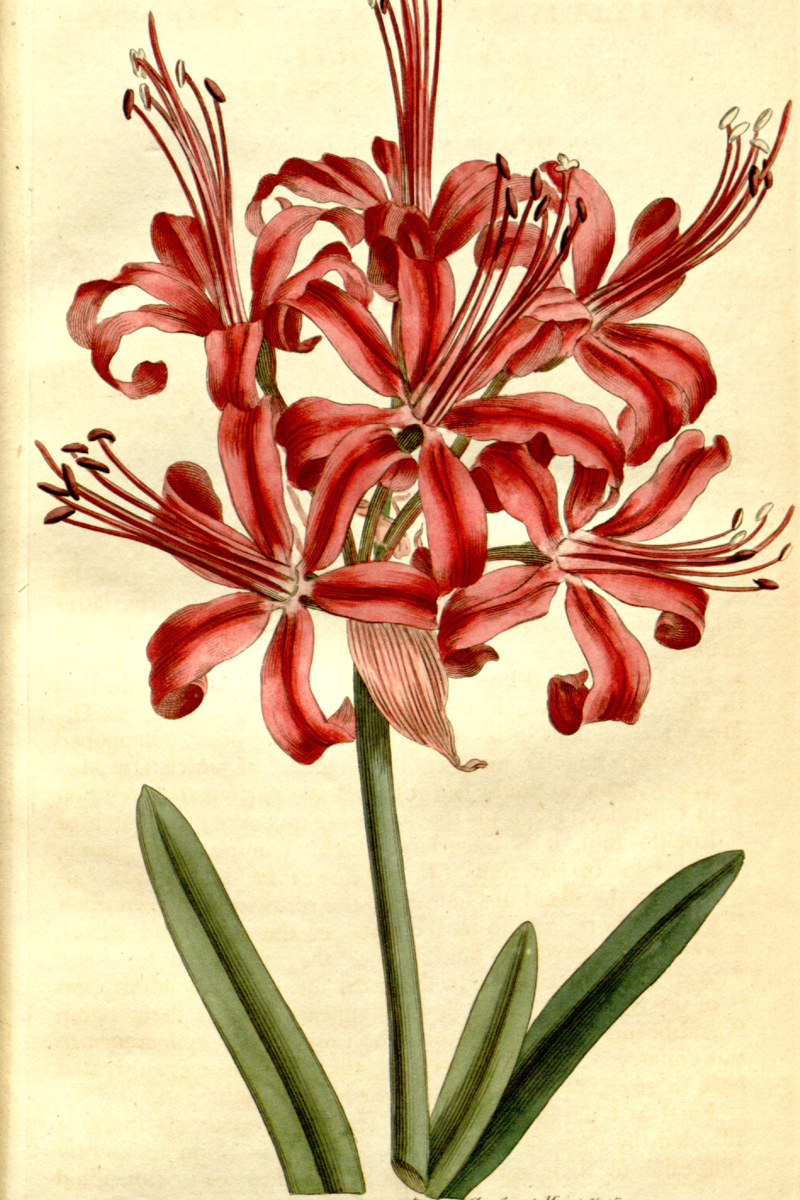 Guernsey Lily