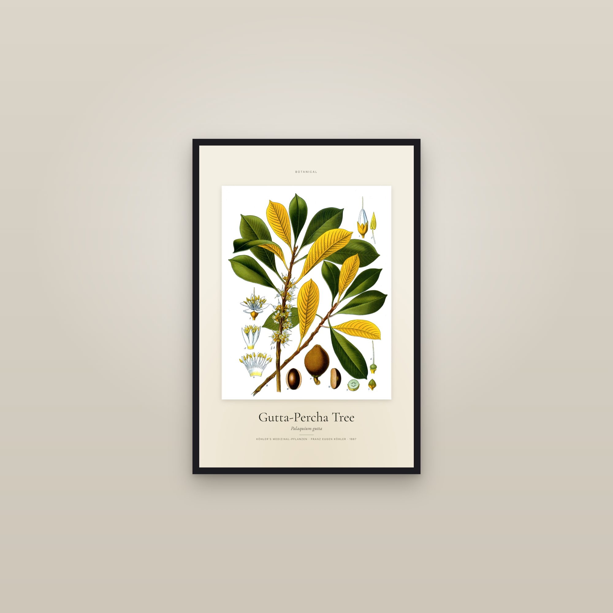 Gutta-Percha Tree — Specimen — framed in a gallery setting