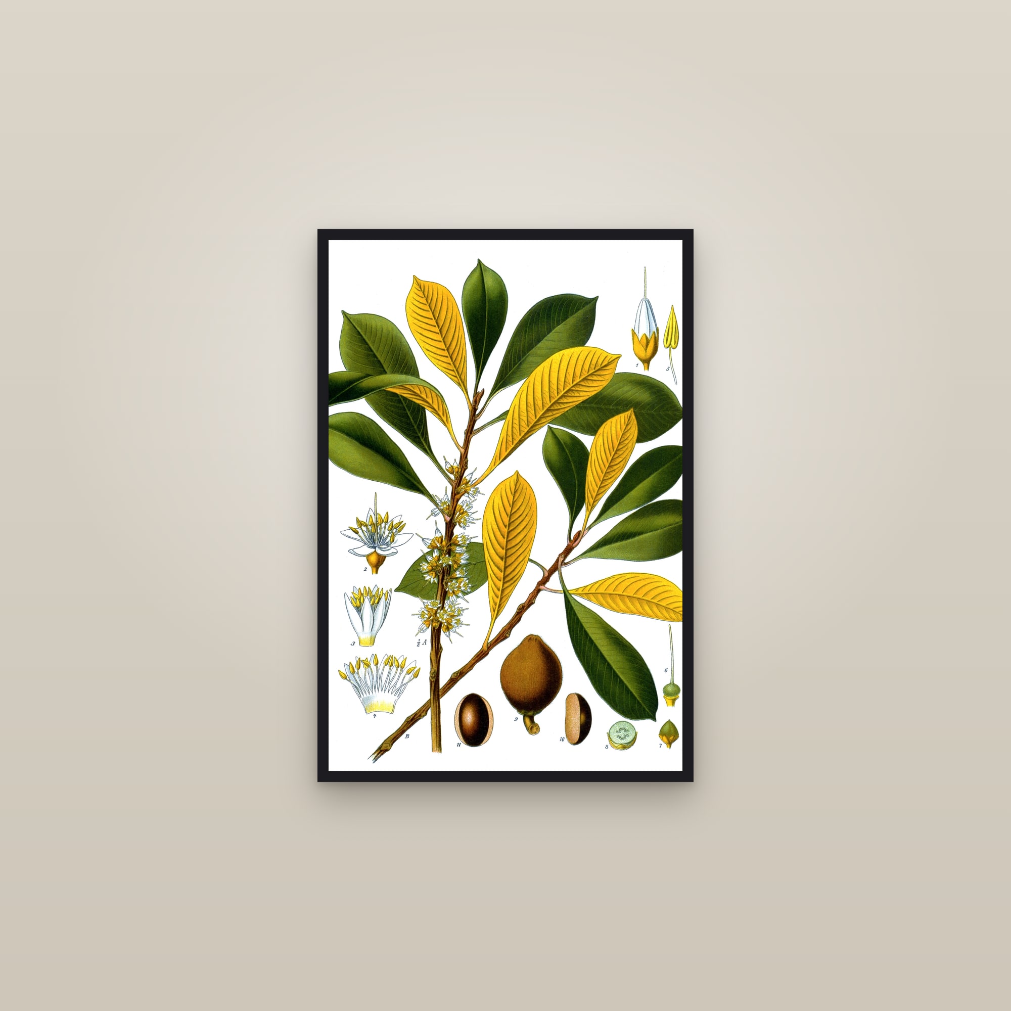 Gutta-Percha Tree — framed in a gallery setting