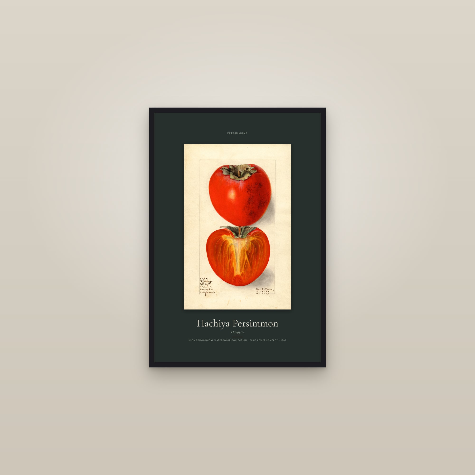 Hachiya Persimmon — Specimen — framed in a gallery setting