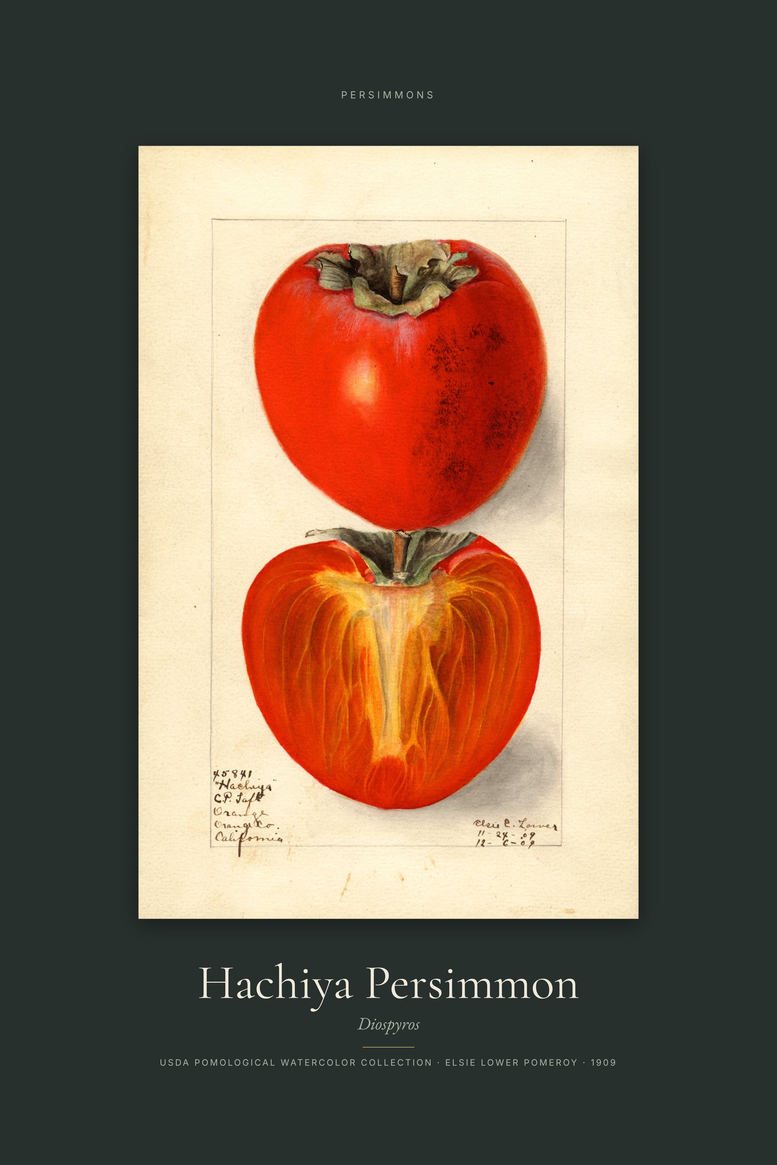Hachiya Persimmon — Specimen