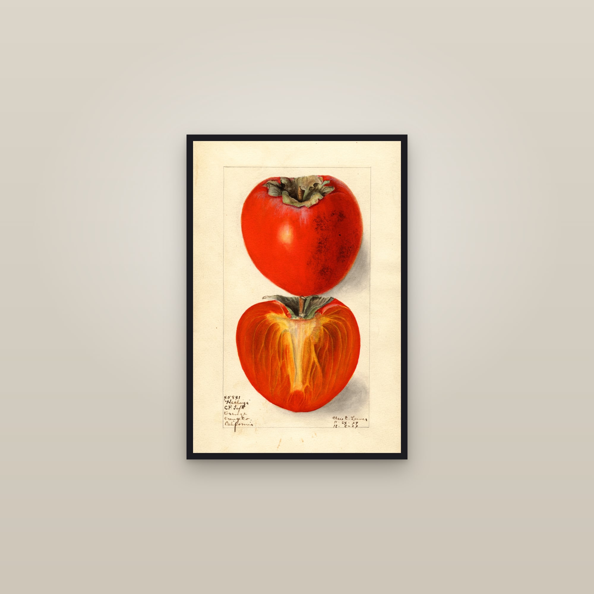 Hachiya Persimmon — framed in a gallery setting