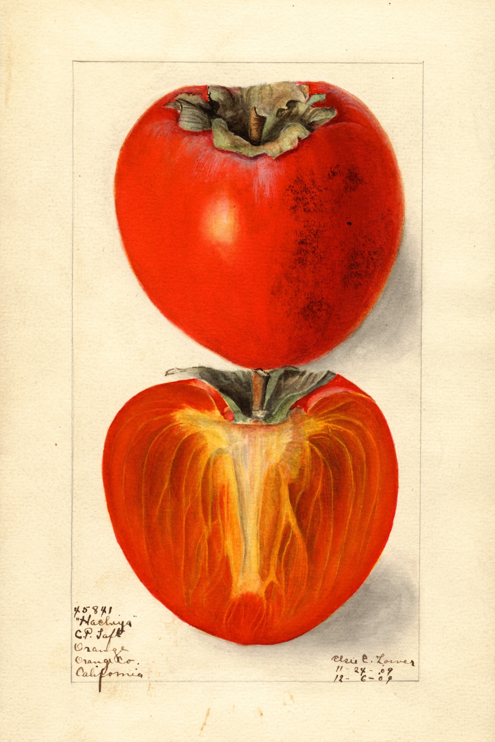 Hachiya Persimmon