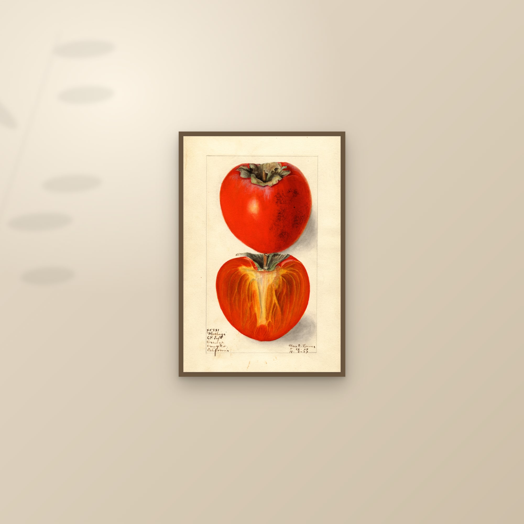 Hachiya Persimmon — framed and styled on a sunlit wall