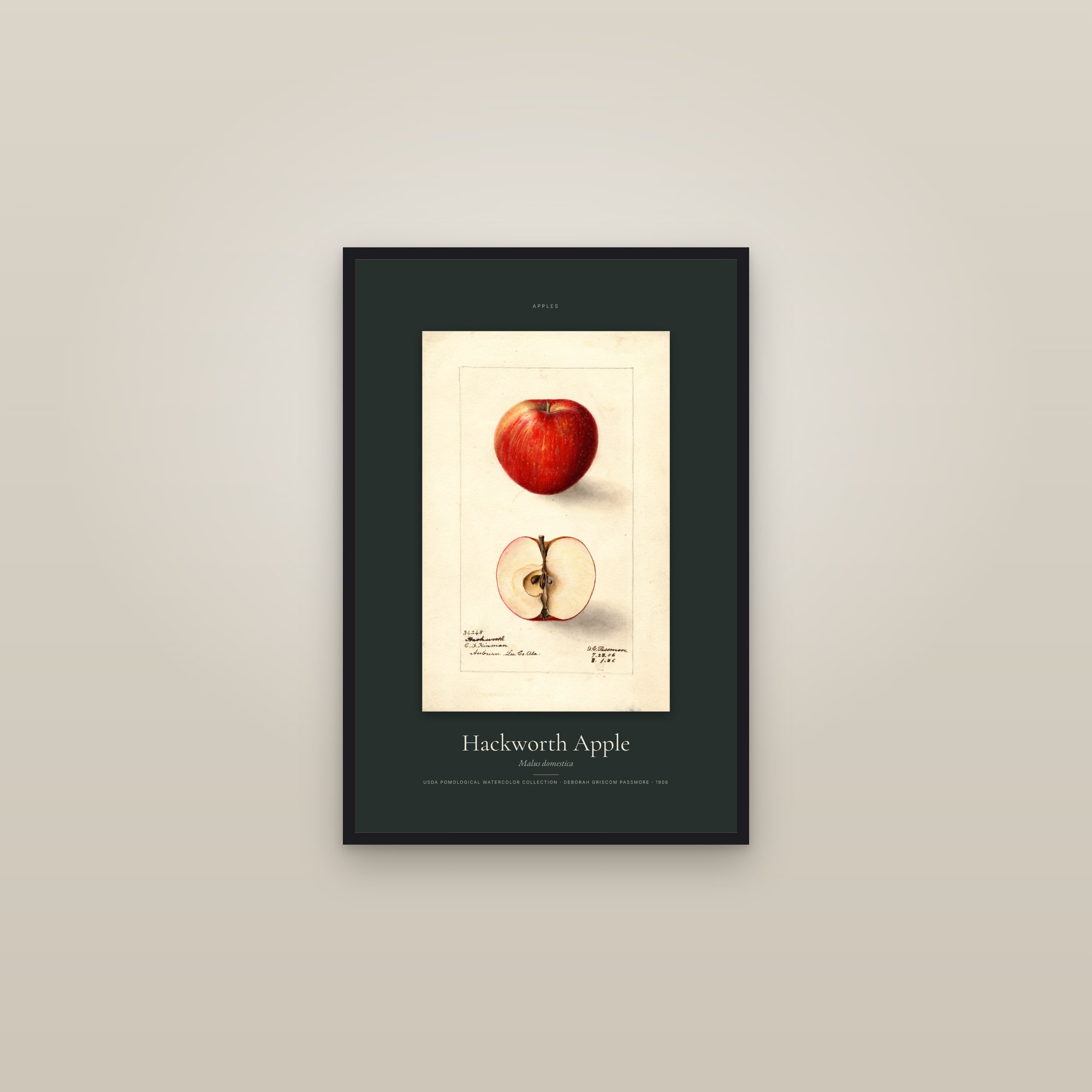 Hackworth Apple — Specimen — framed in a gallery setting