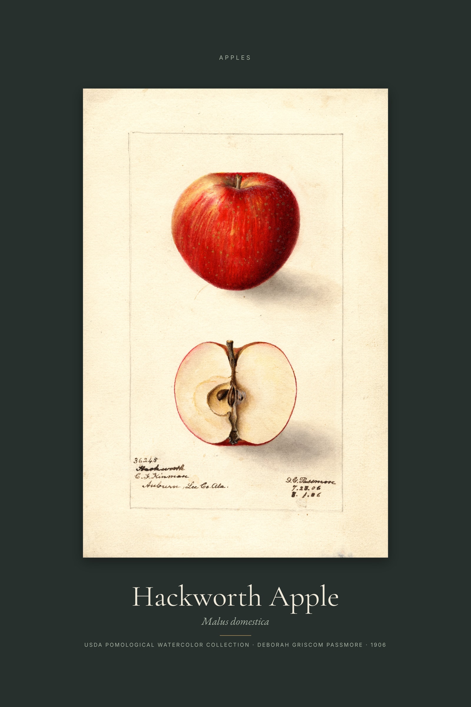 Hackworth Apple — Specimen