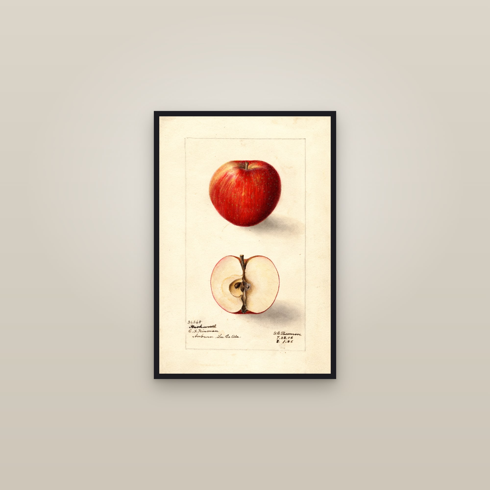 Hackworth Apple — framed in a gallery setting