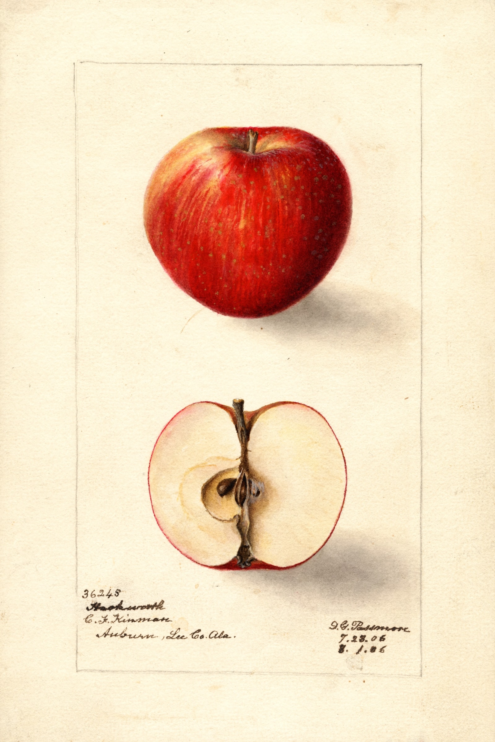 Hackworth Apple