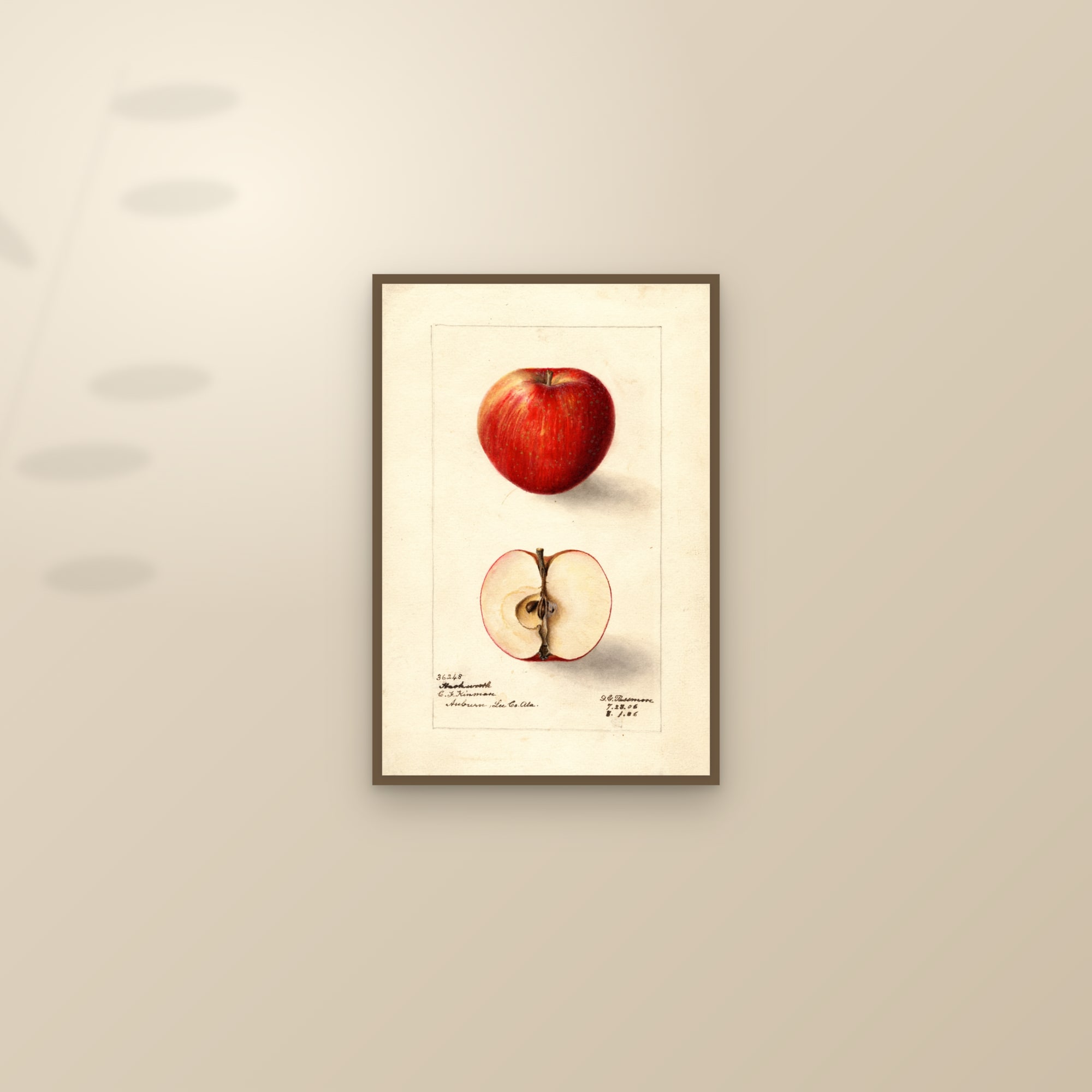 Hackworth Apple — framed and styled on a sunlit wall
