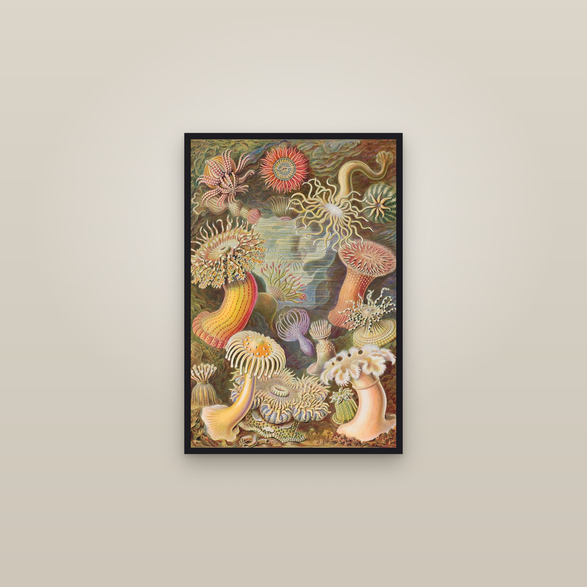 Sea Anemones (Haeckel) — framed in a gallery setting