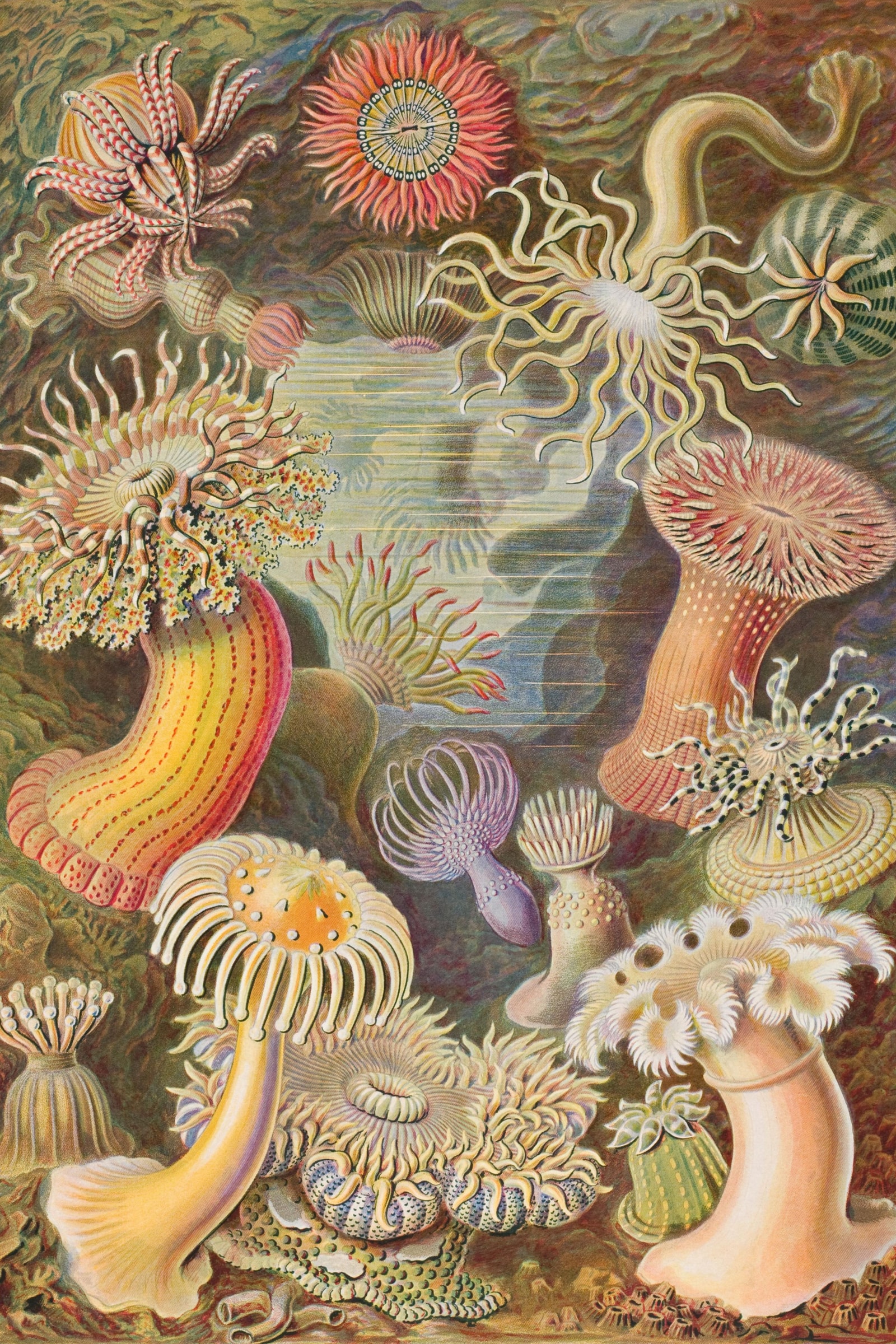 Sea Anemones (Haeckel)
