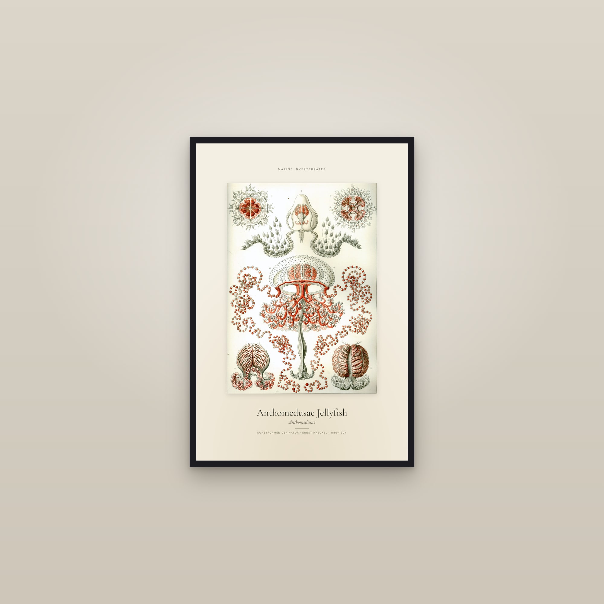 Anthomedusae Jellyfish — Specimen — framed in a gallery setting