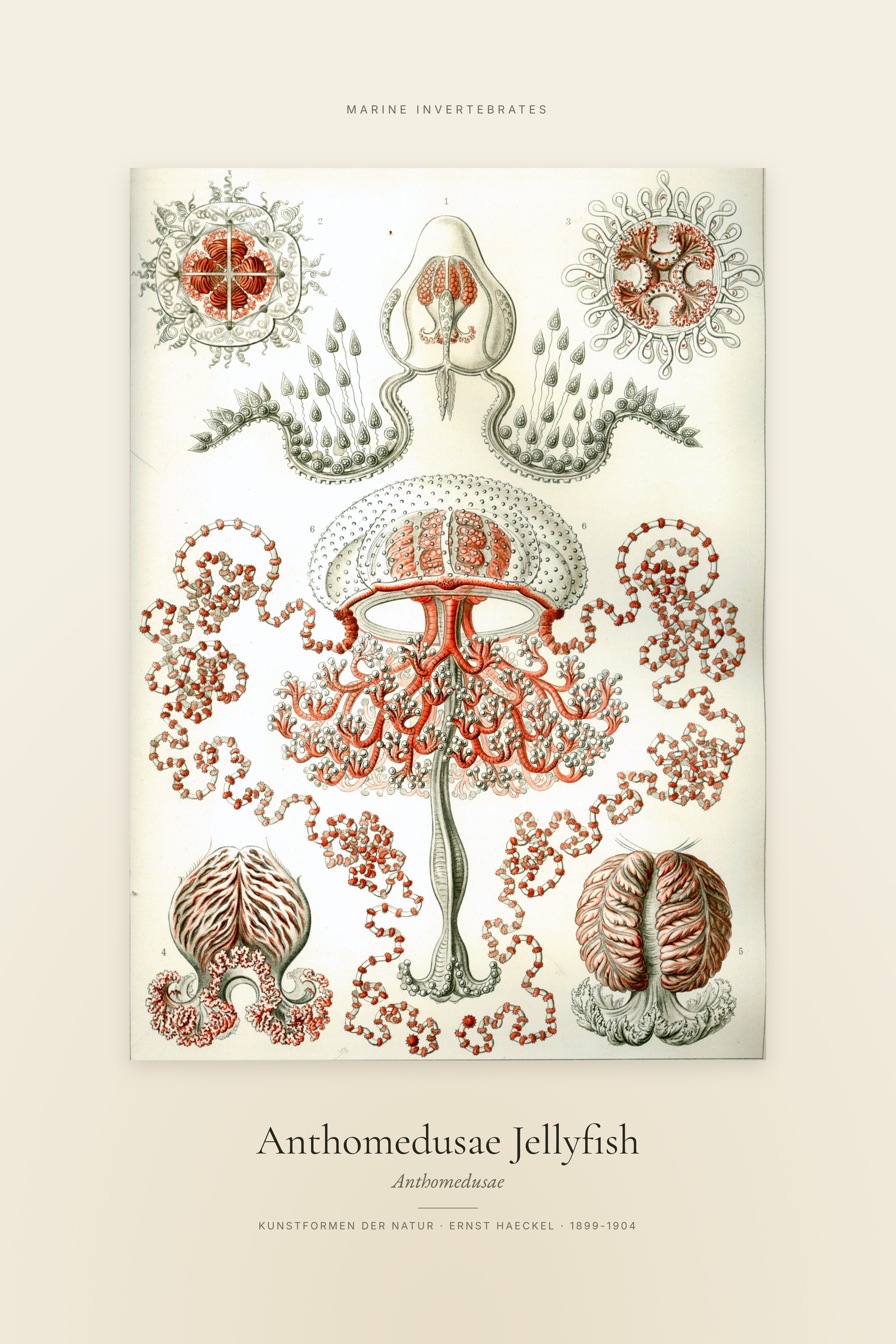 Anthomedusae Jellyfish — Specimen