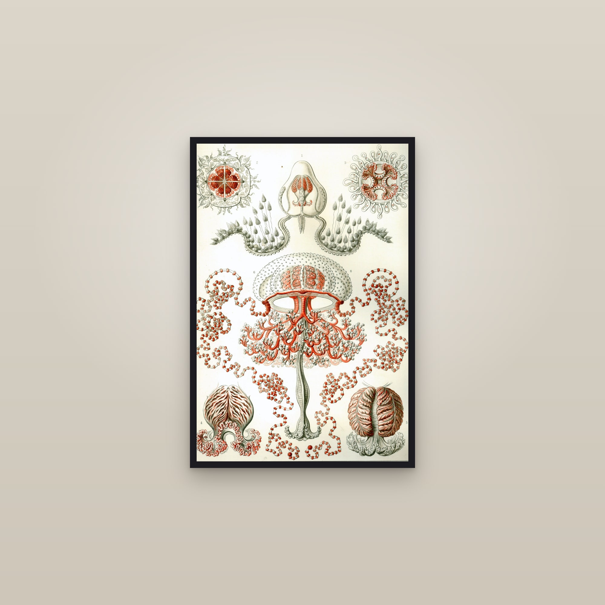 Anthomedusae Jellyfish — framed in a gallery setting