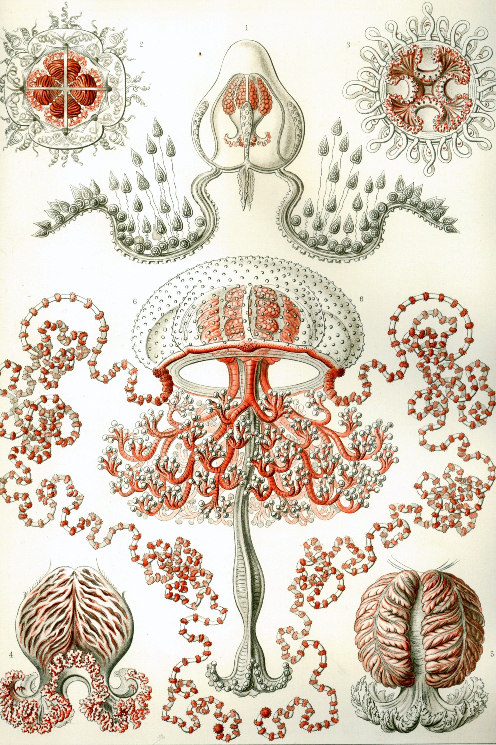 Anthomedusae Jellyfish