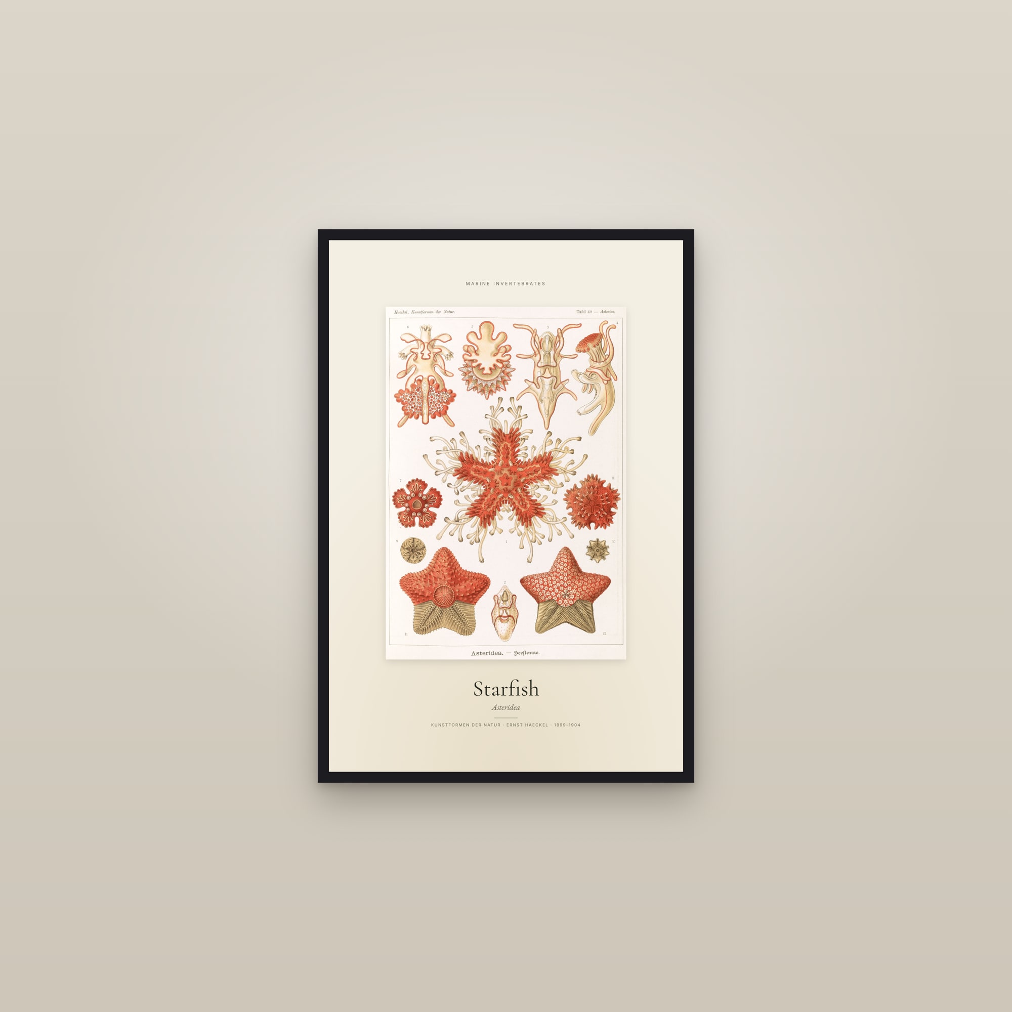 Starfish — Specimen — framed in a gallery setting