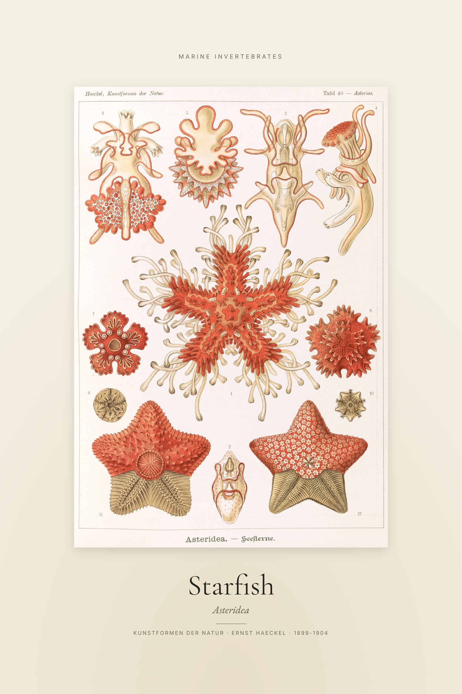 Starfish — Specimen