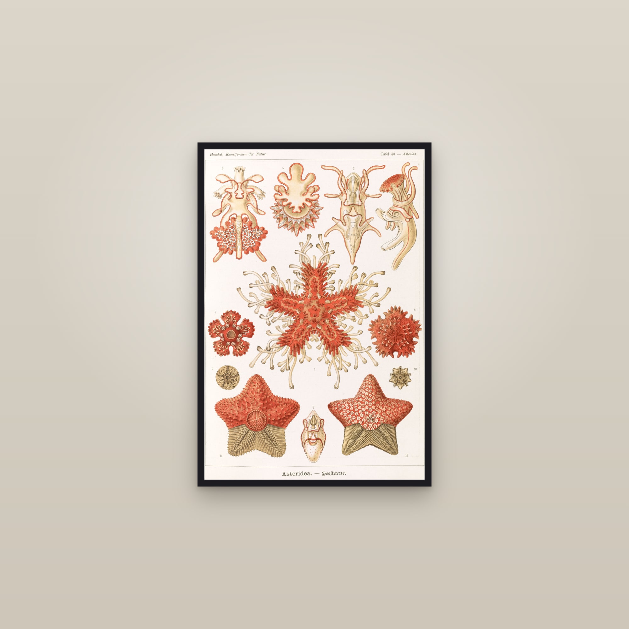 Starfish — framed in a gallery setting