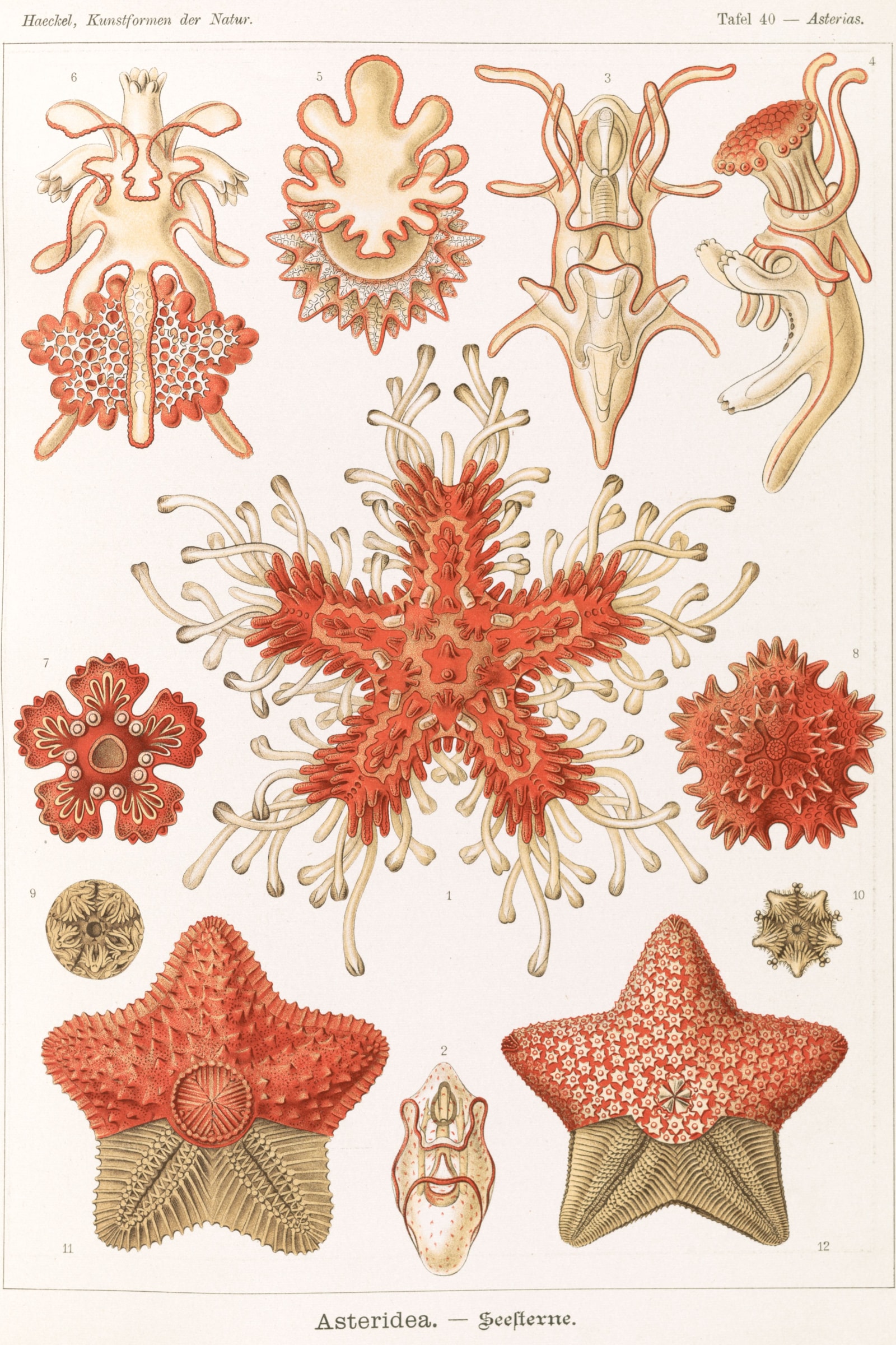 Starfish