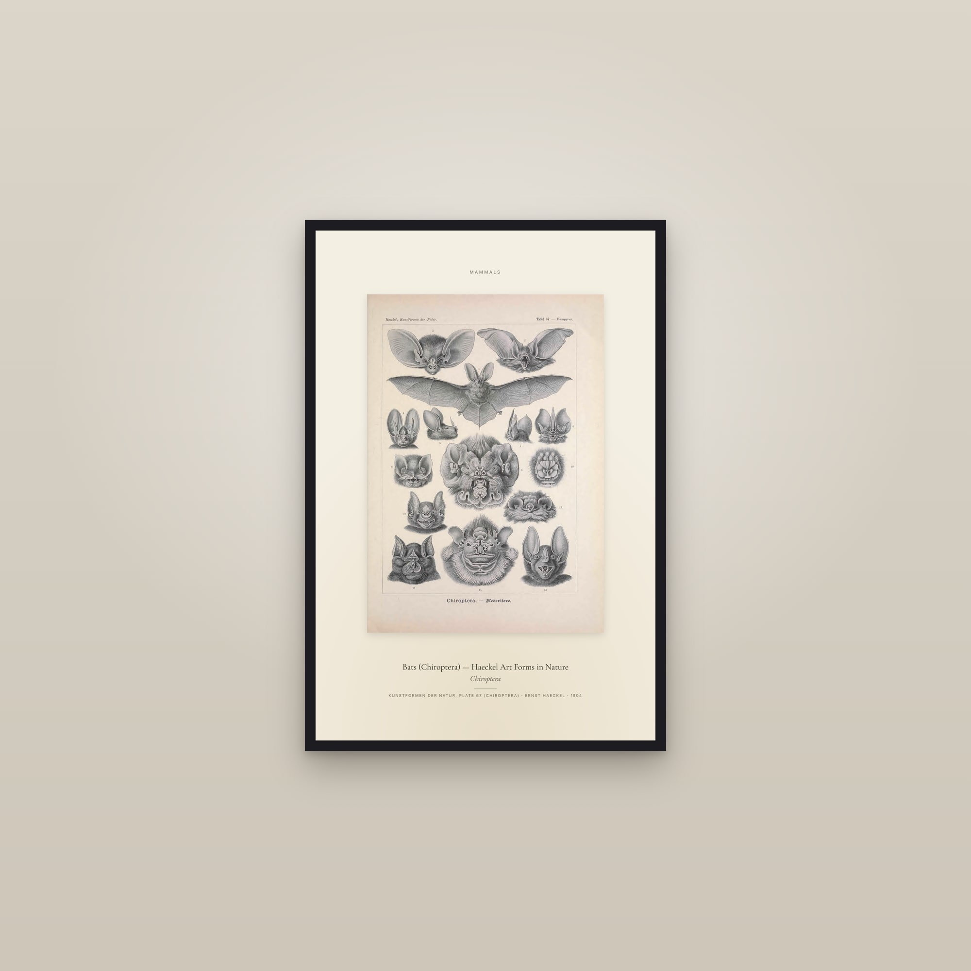 Bats (Chiroptera) — Haeckel Art Forms in Nature — Specimen — framed in a gallery setting