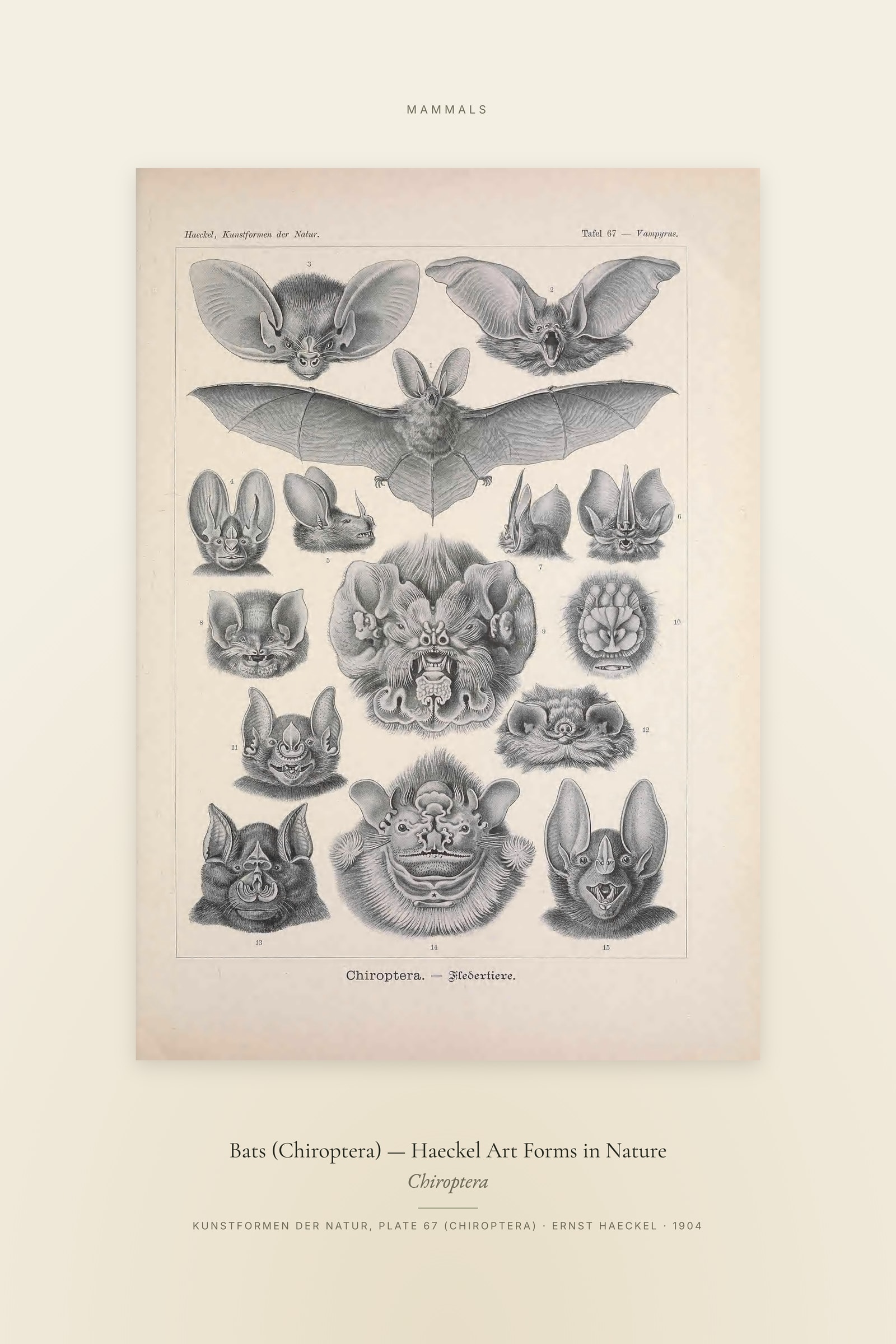 Bats (Chiroptera) — Haeckel Art Forms in Nature — Specimen