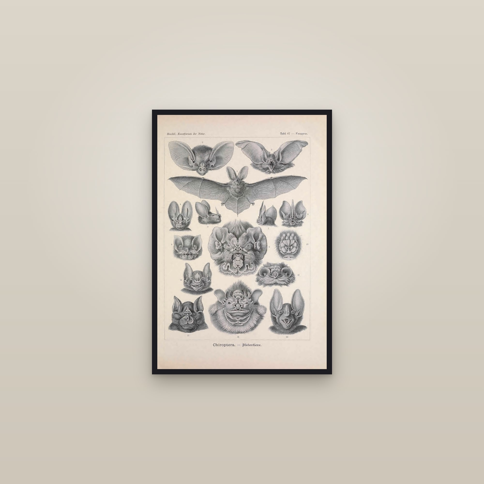 Bats (Chiroptera) — Haeckel Art Forms in Nature — framed in a gallery setting
