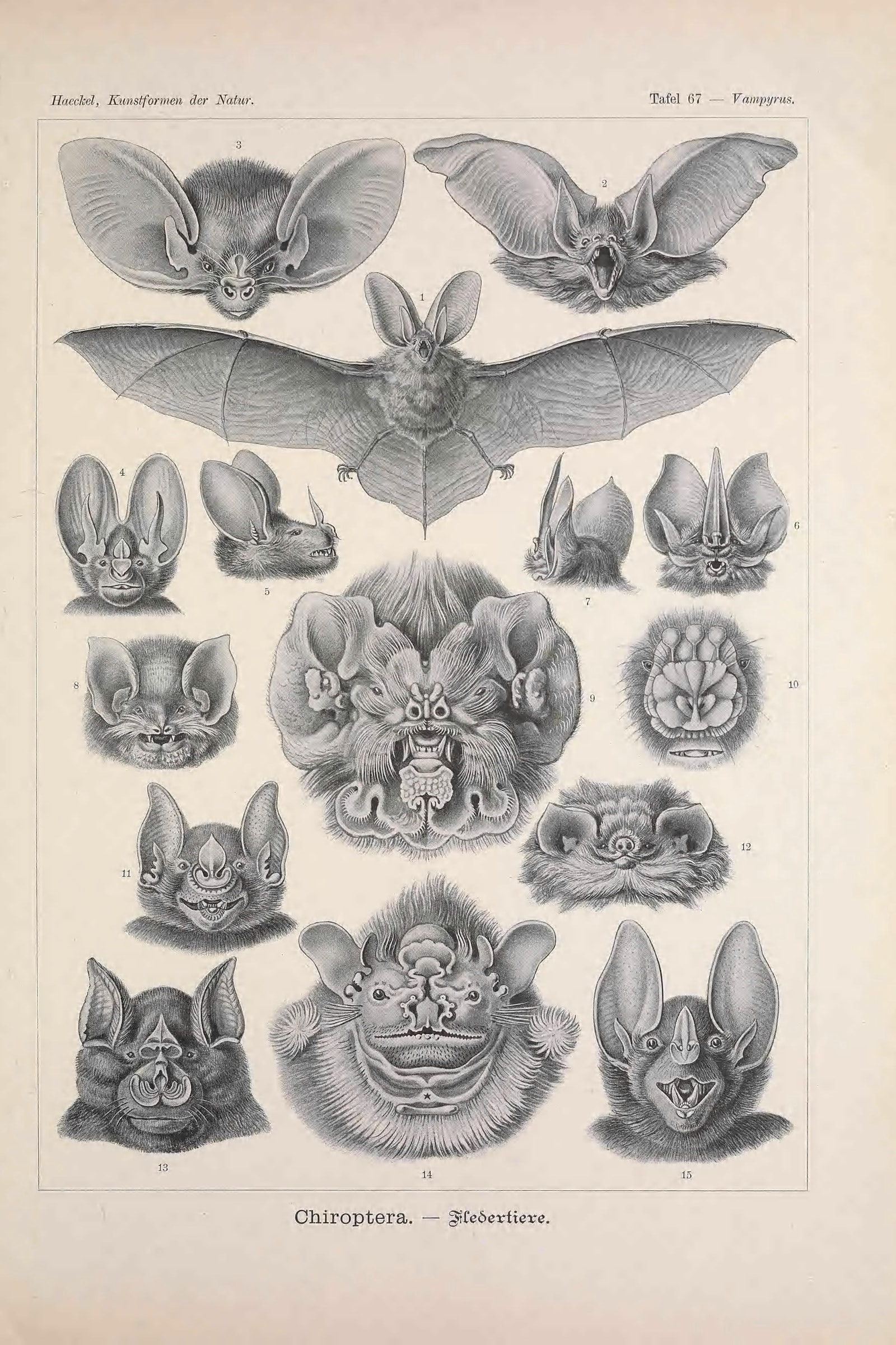 Bats (Chiroptera) — Haeckel Art Forms in Nature