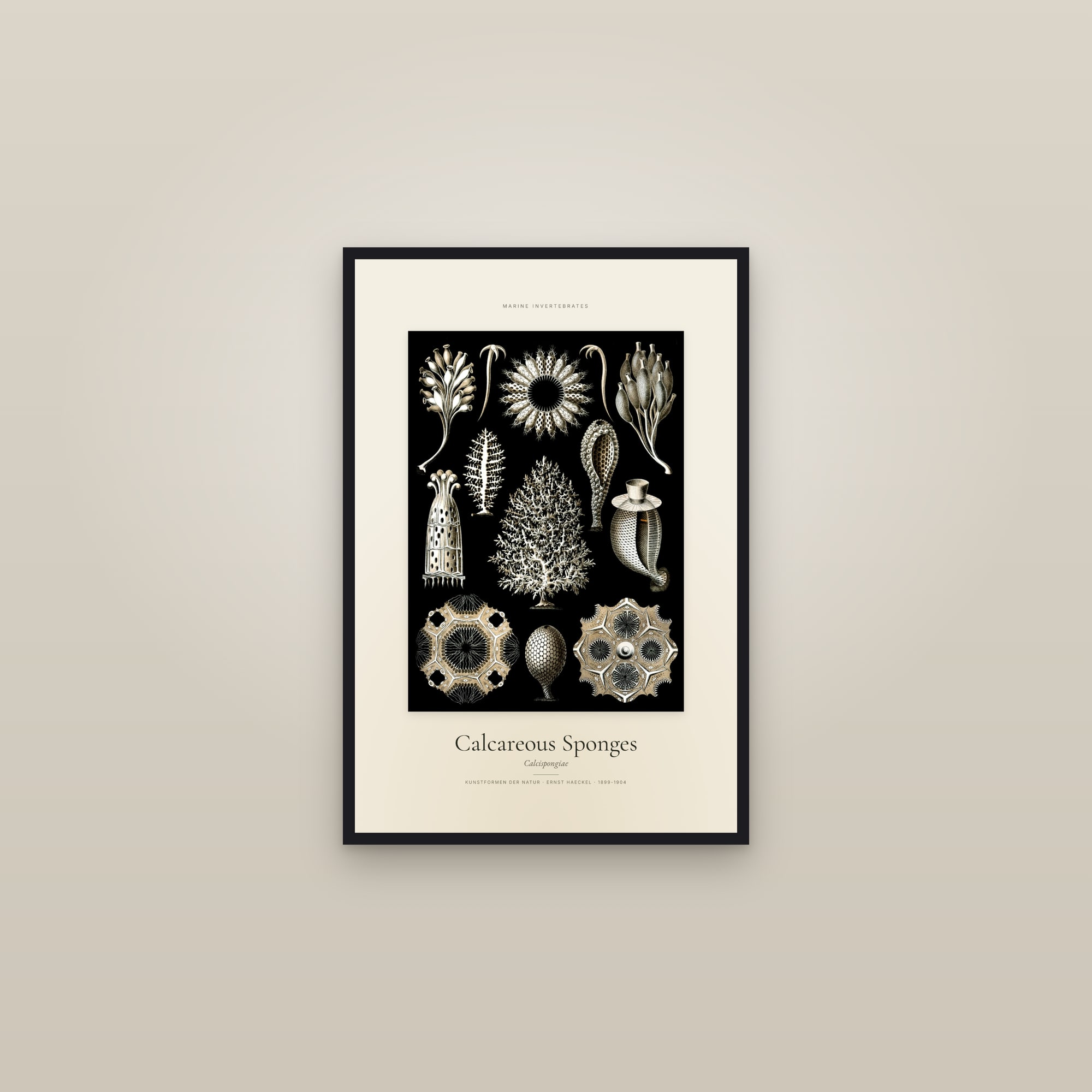 Calcareous Sponges — Specimen — framed in a gallery setting