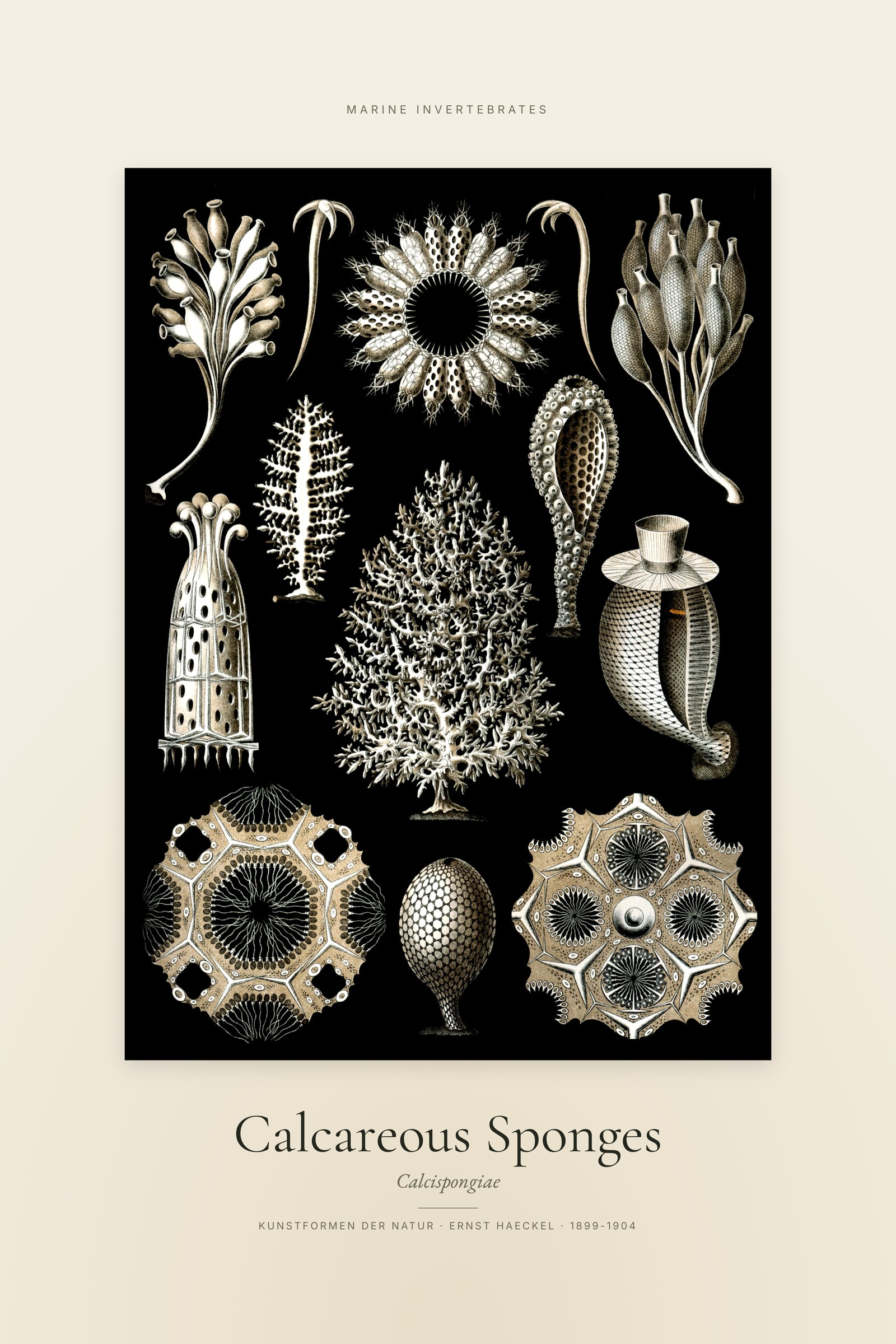 Calcareous Sponges — Specimen