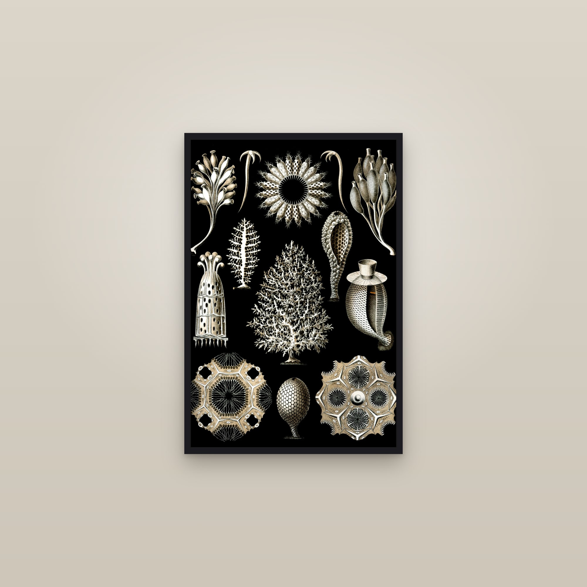 Calcareous Sponges — framed in a gallery setting