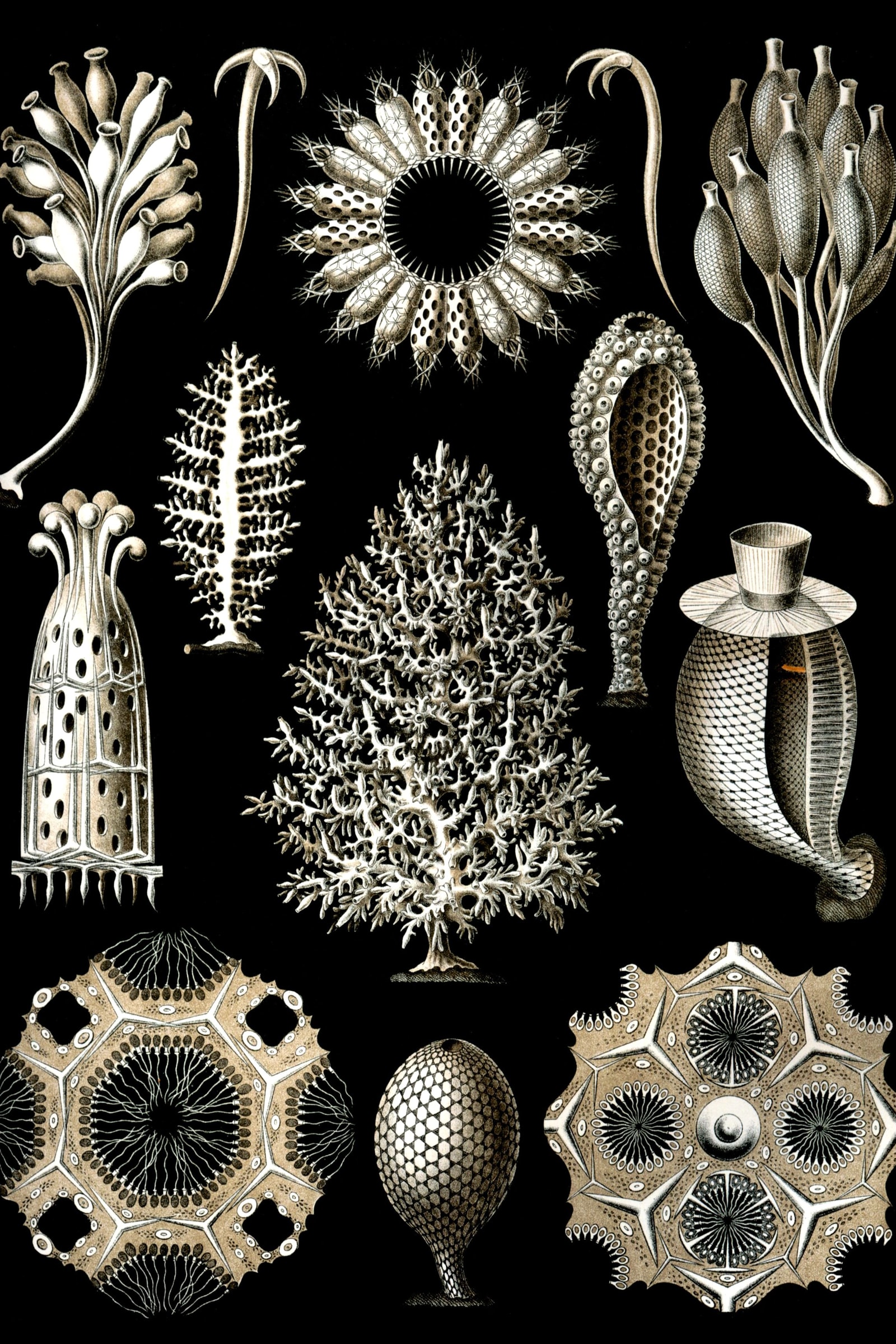 Calcareous Sponges