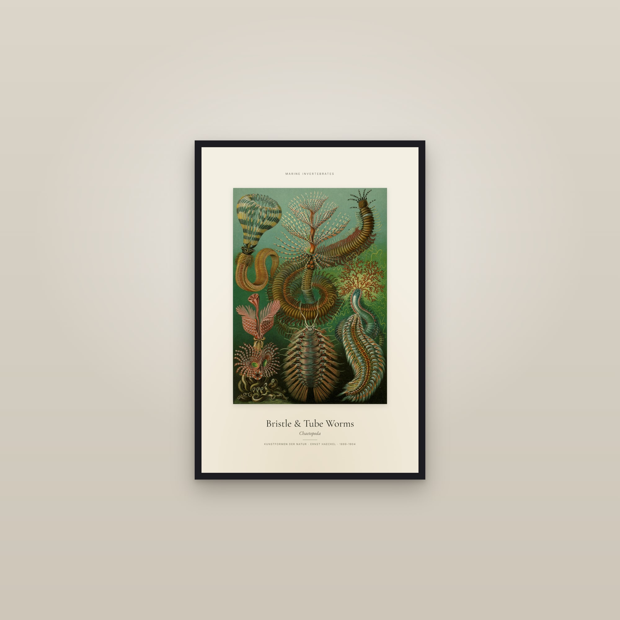 Bristle & Tube Worms — Specimen — framed in a gallery setting