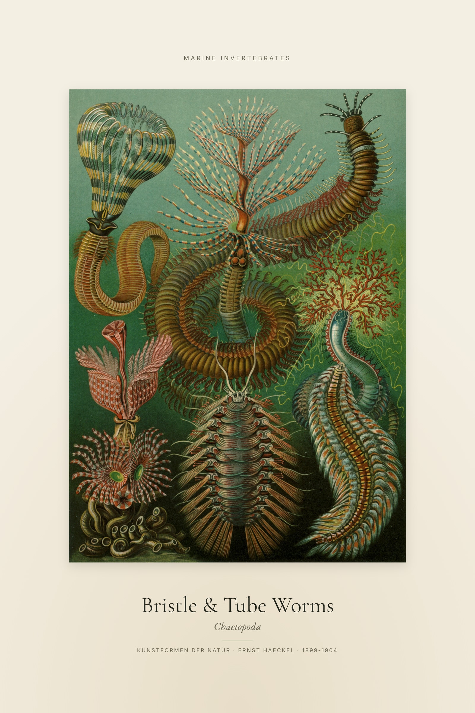 Bristle & Tube Worms — Specimen