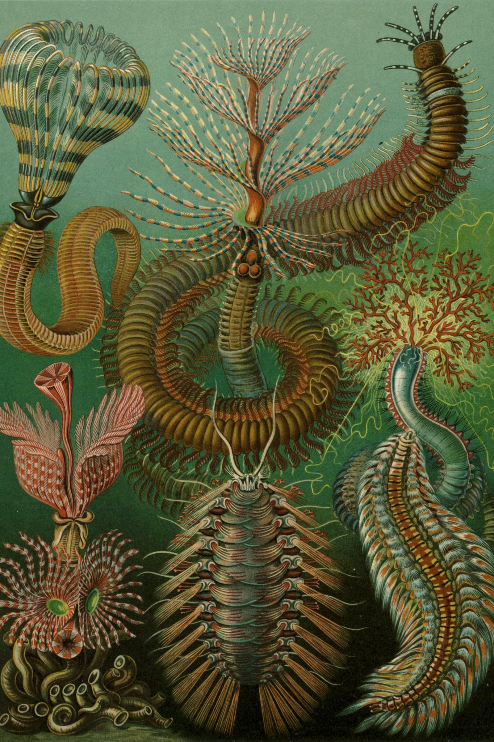 Bristle & Tube Worms