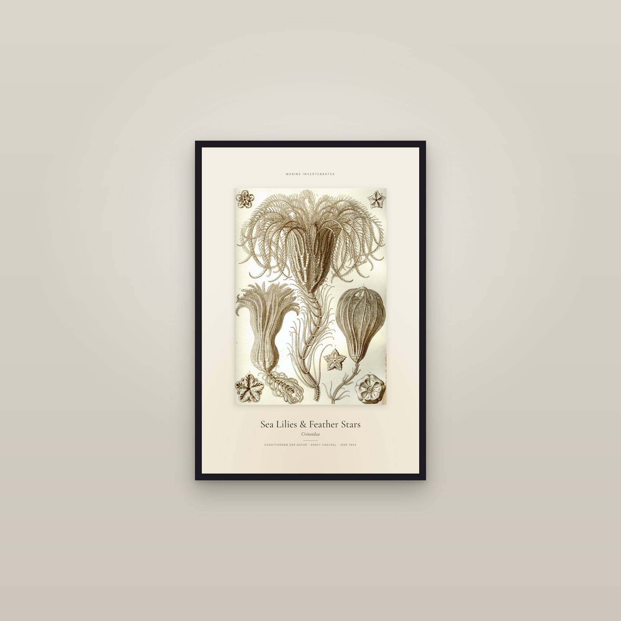 Sea Lilies & Feather Stars — Specimen — framed in a gallery setting