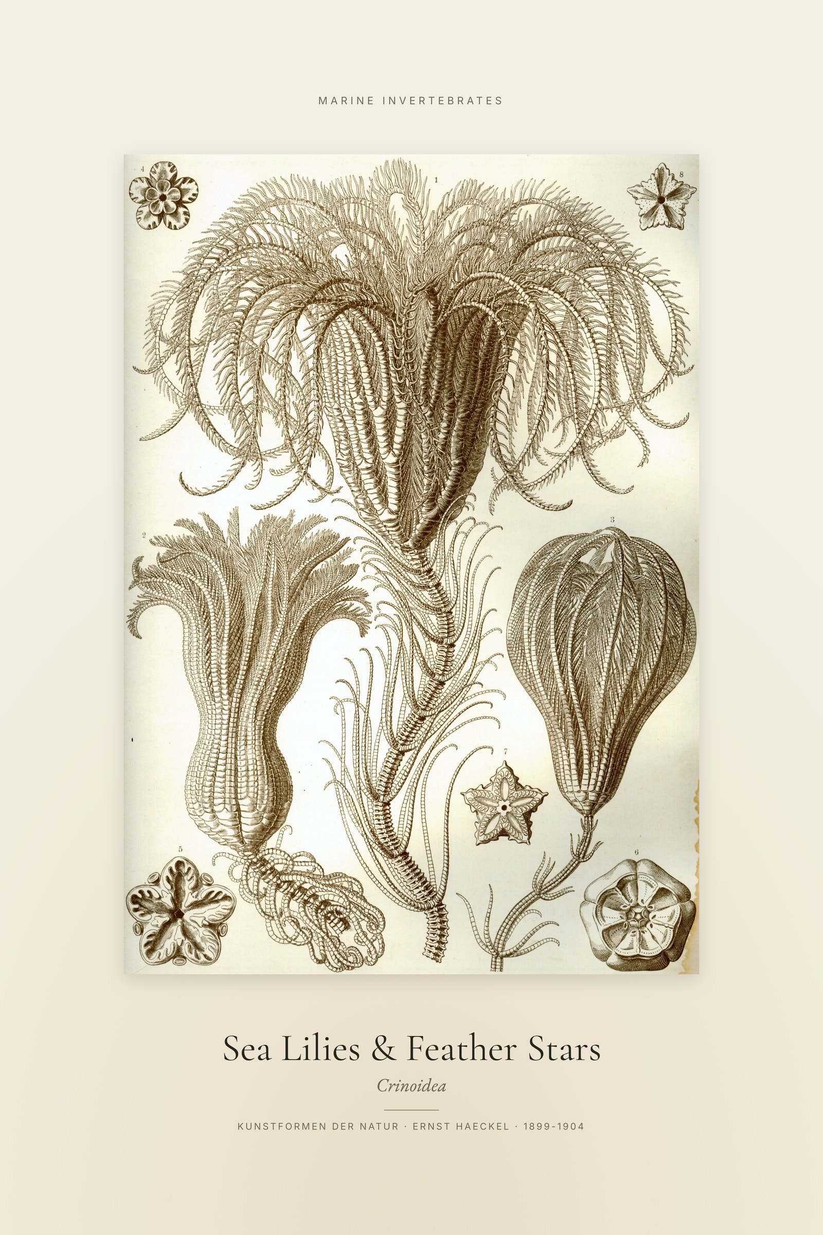 Sea Lilies & Feather Stars — Specimen
