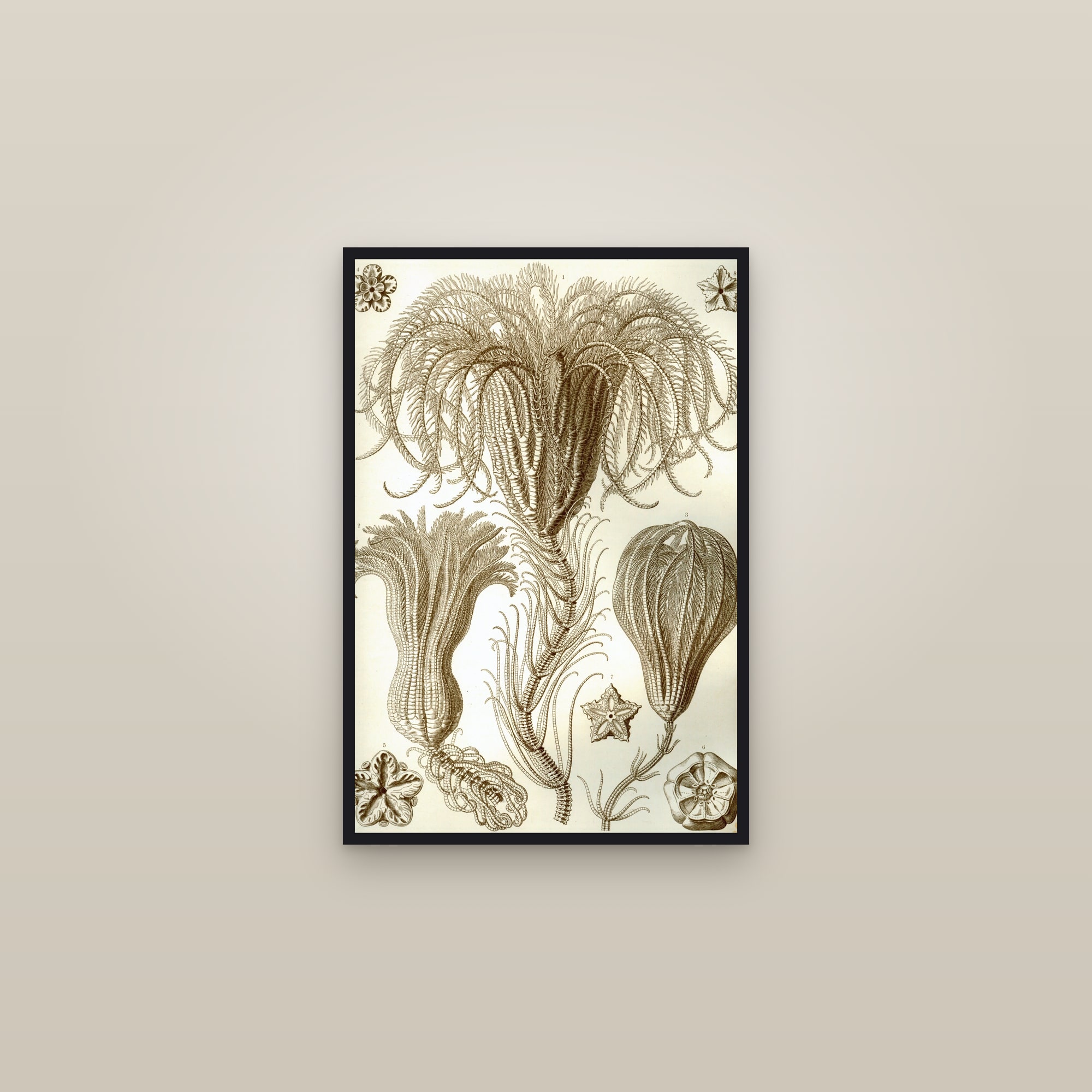 Sea Lilies & Feather Stars — framed in a gallery setting