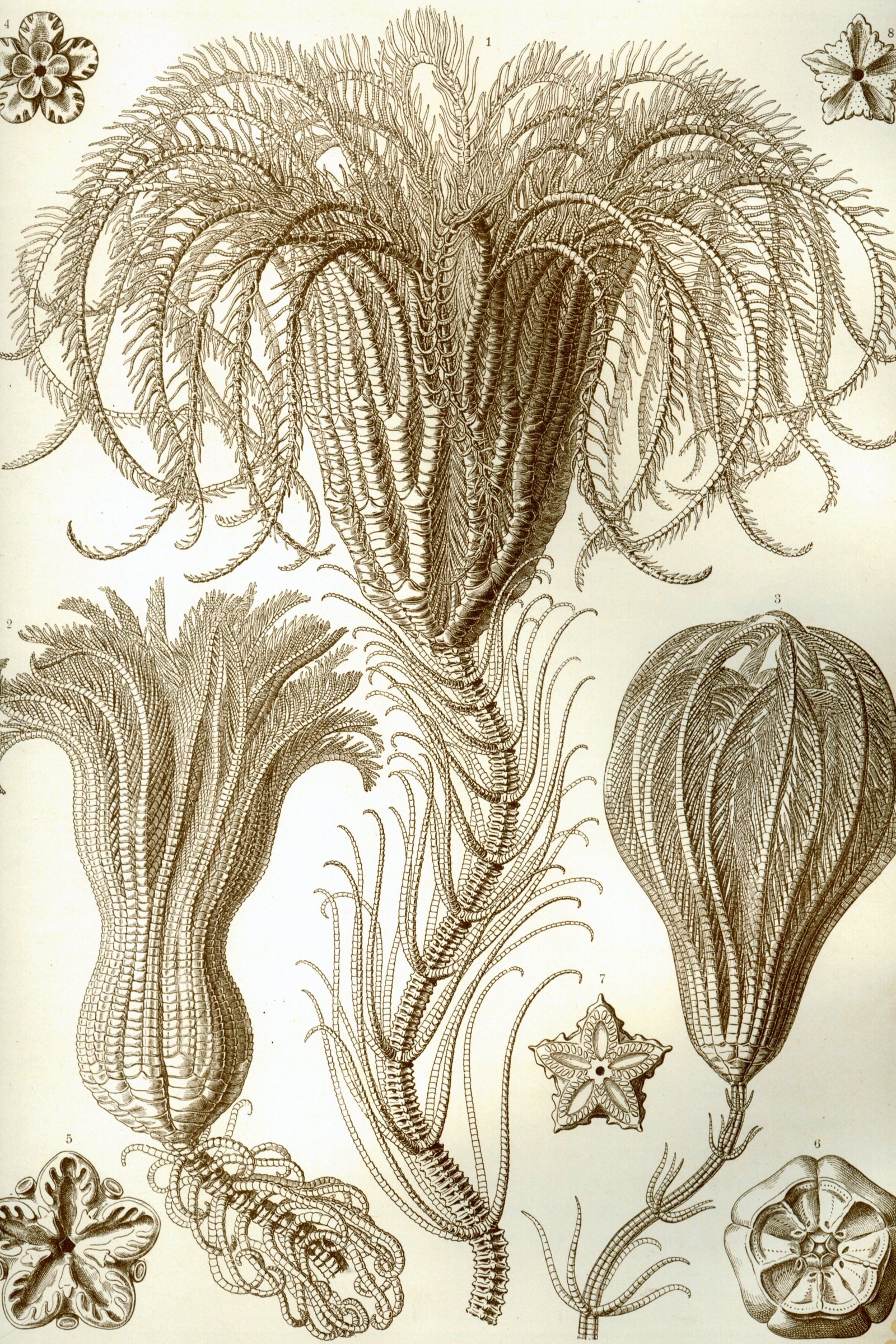 Sea Lilies & Feather Stars