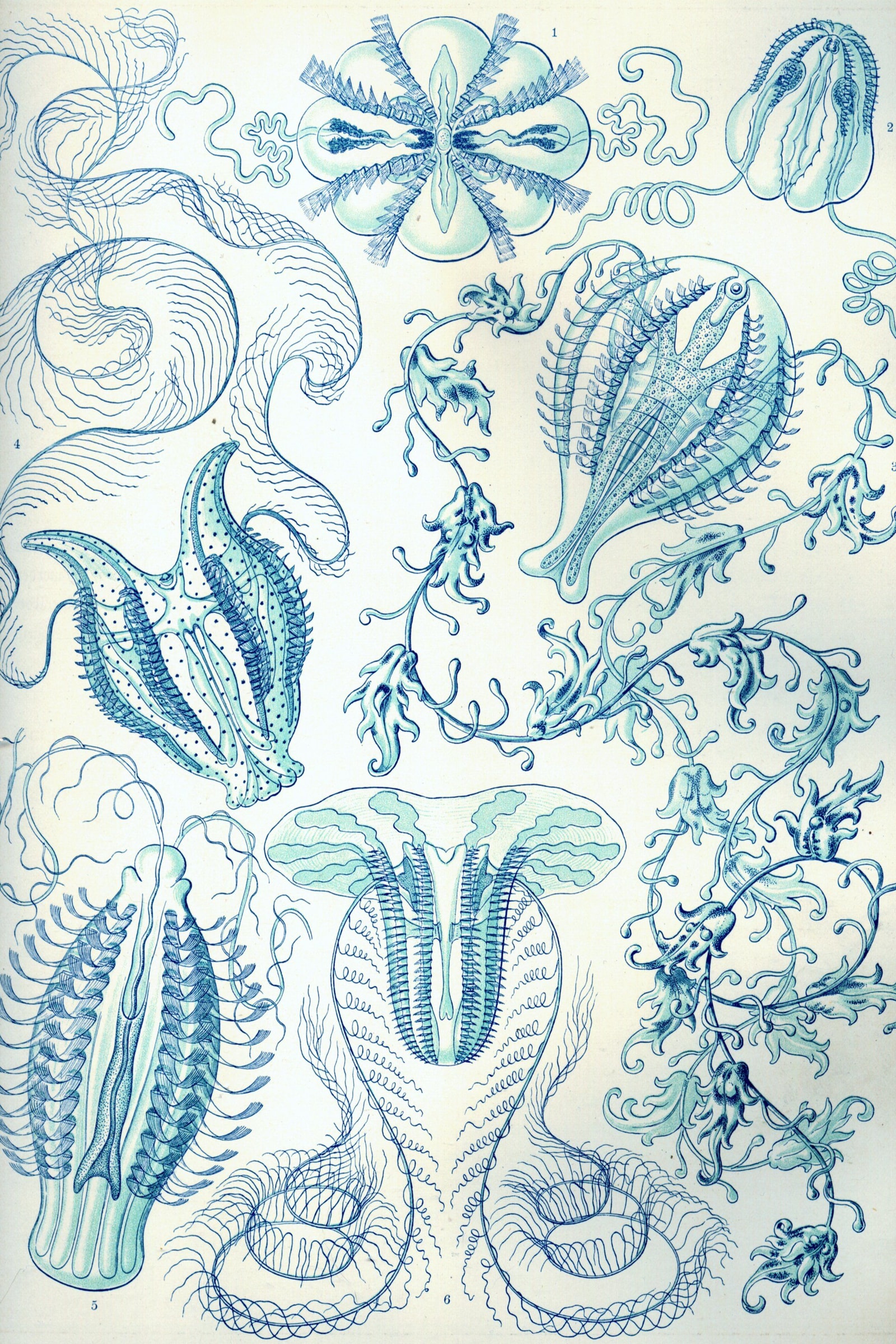 Comb Jellies (Haeckel)
