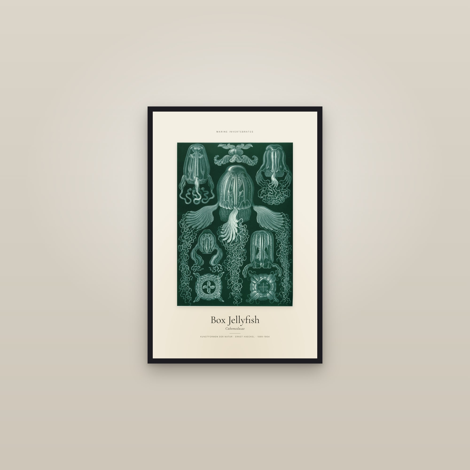 Box Jellyfish (Haeckel) — Specimen — framed in a gallery setting