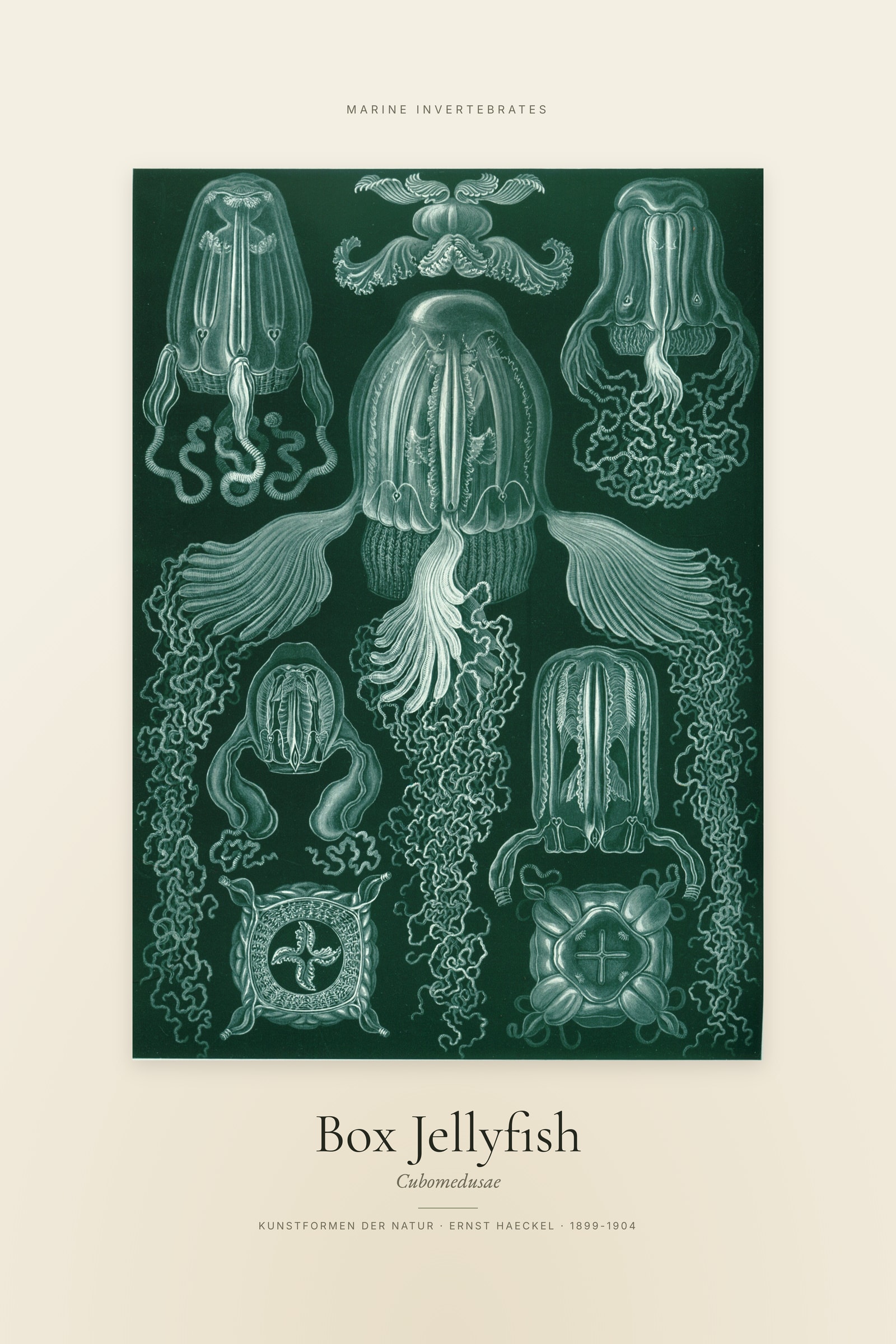 Box Jellyfish (Haeckel) — Specimen