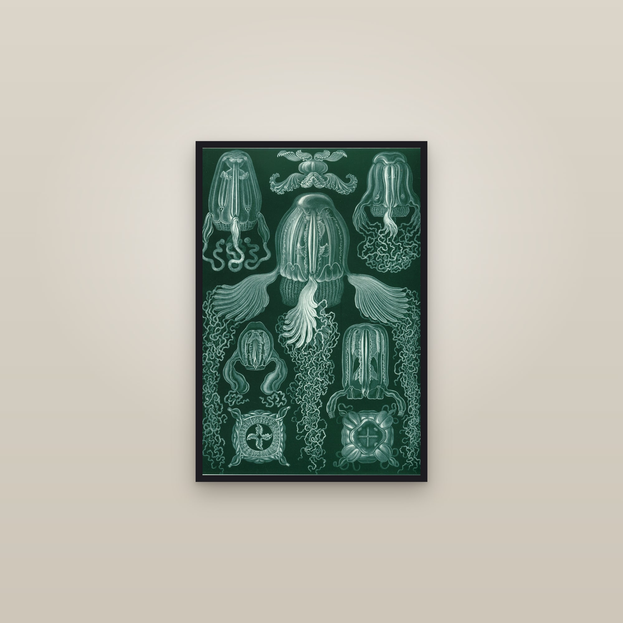 Box Jellyfish (Haeckel) — framed in a gallery setting