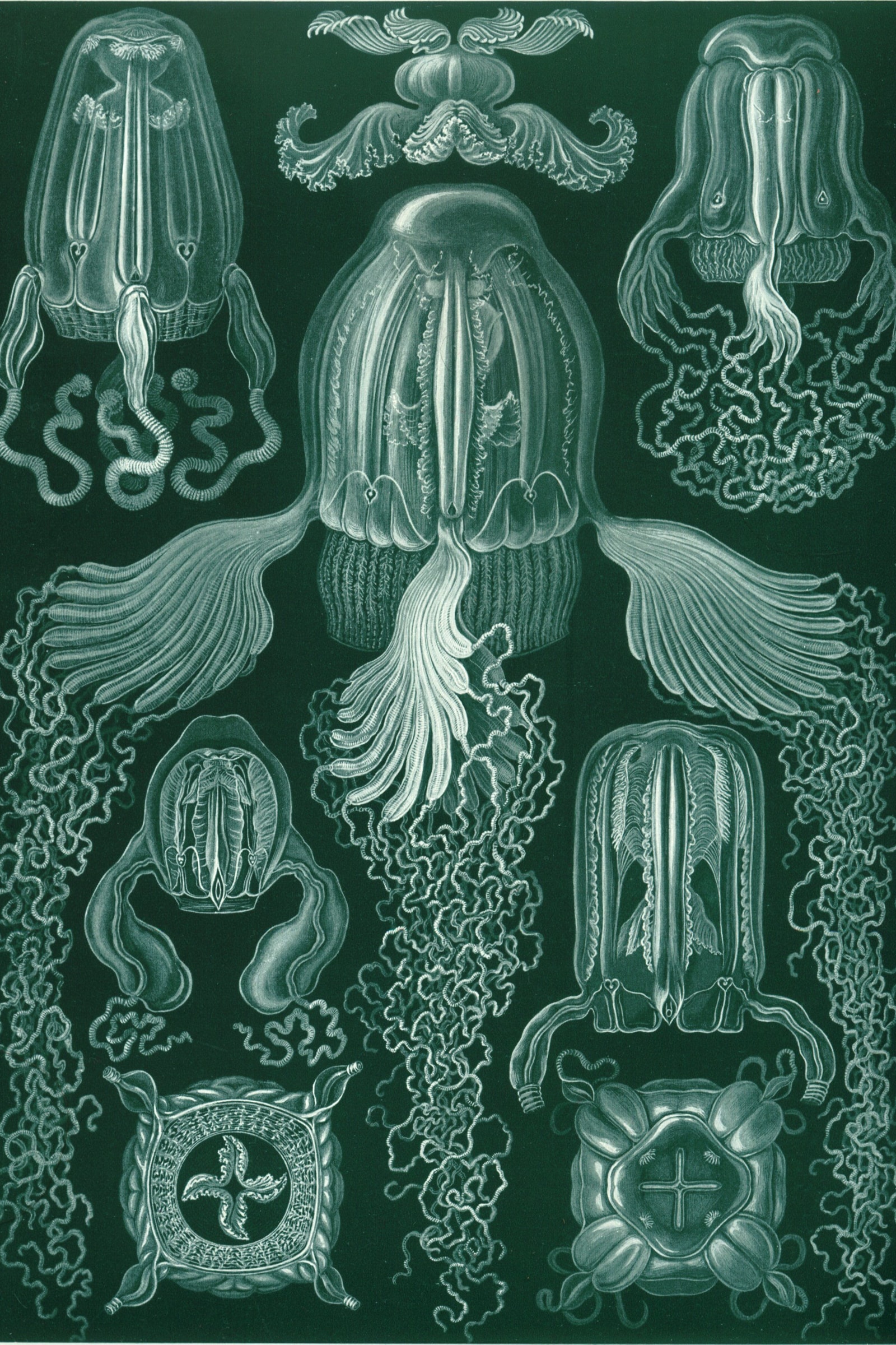 Box Jellyfish (Haeckel)