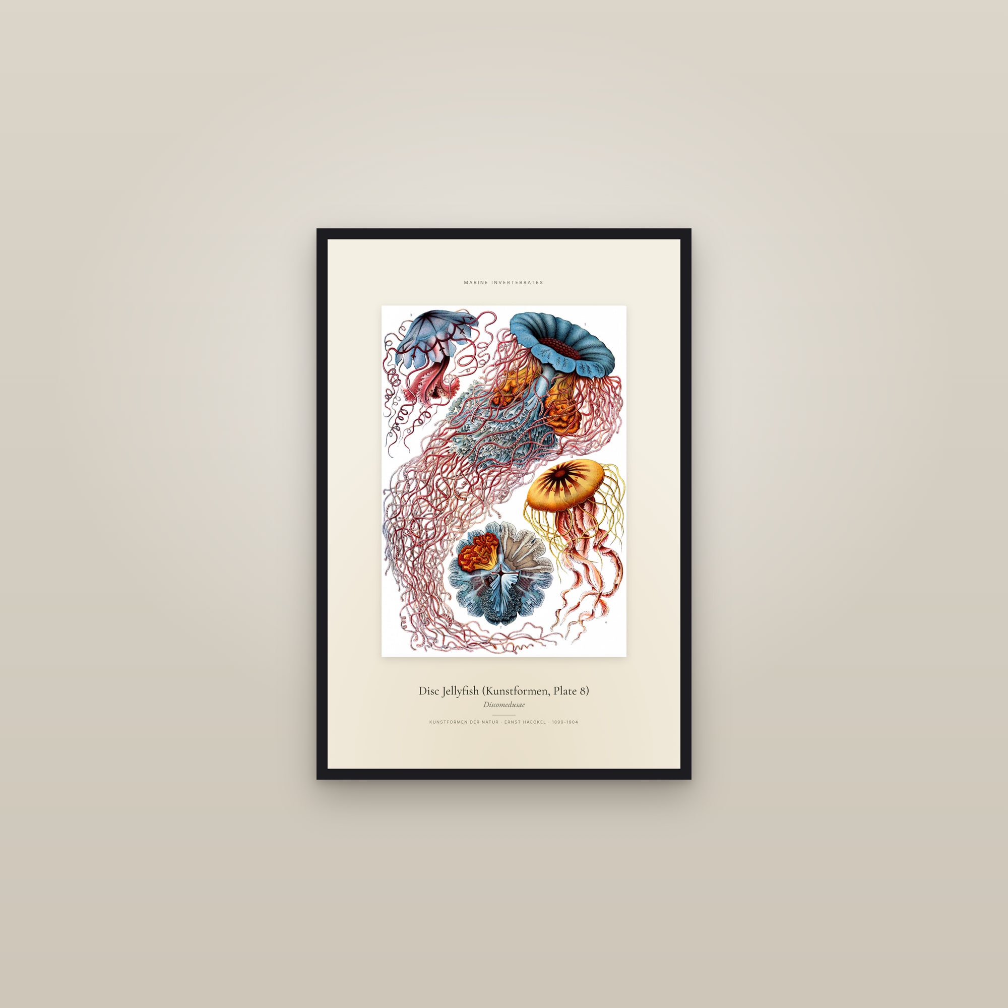 Disc Jellyfish (Kunstformen, Plate 8) — Specimen — framed in a gallery setting